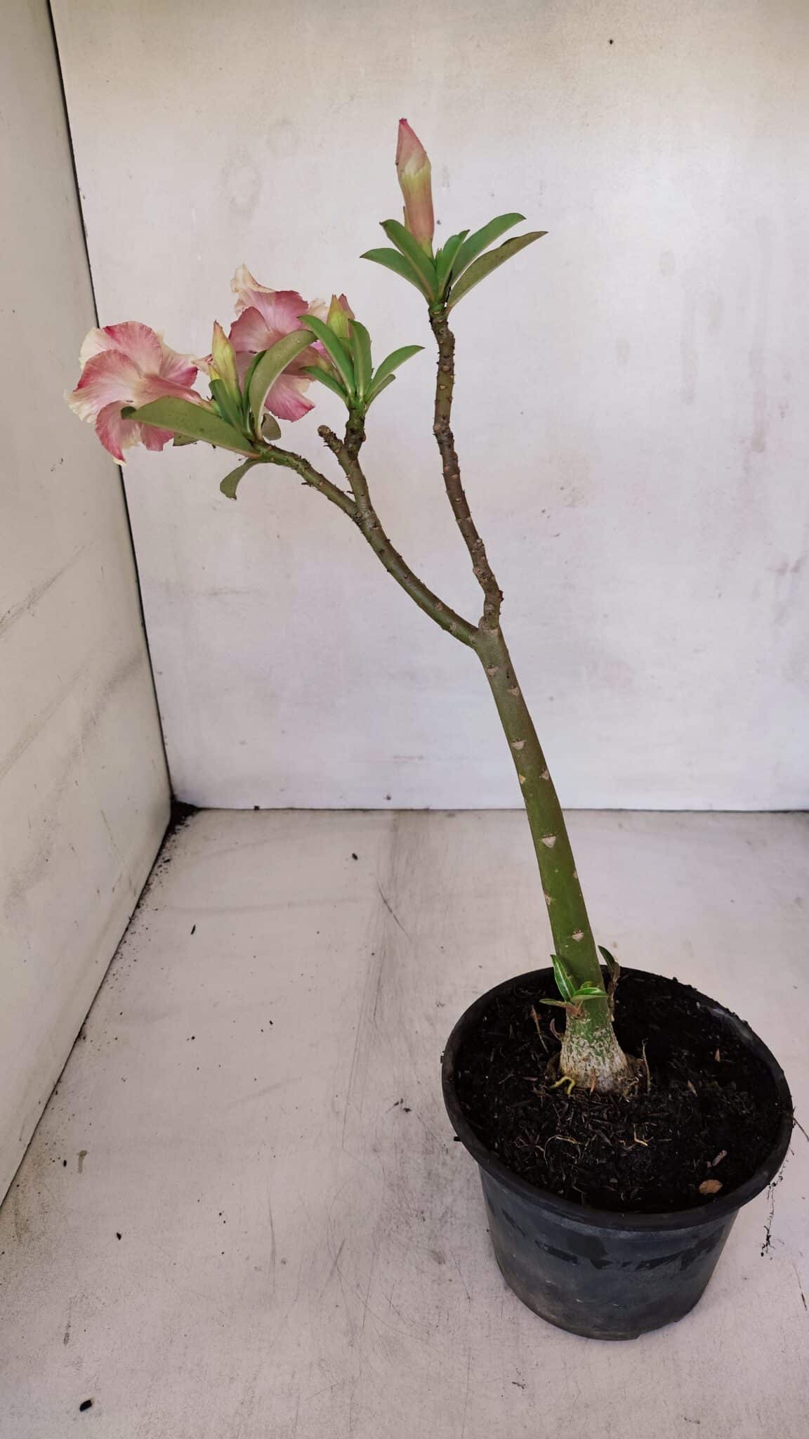 Planta Simples 3057 – 30cm – 02 anos