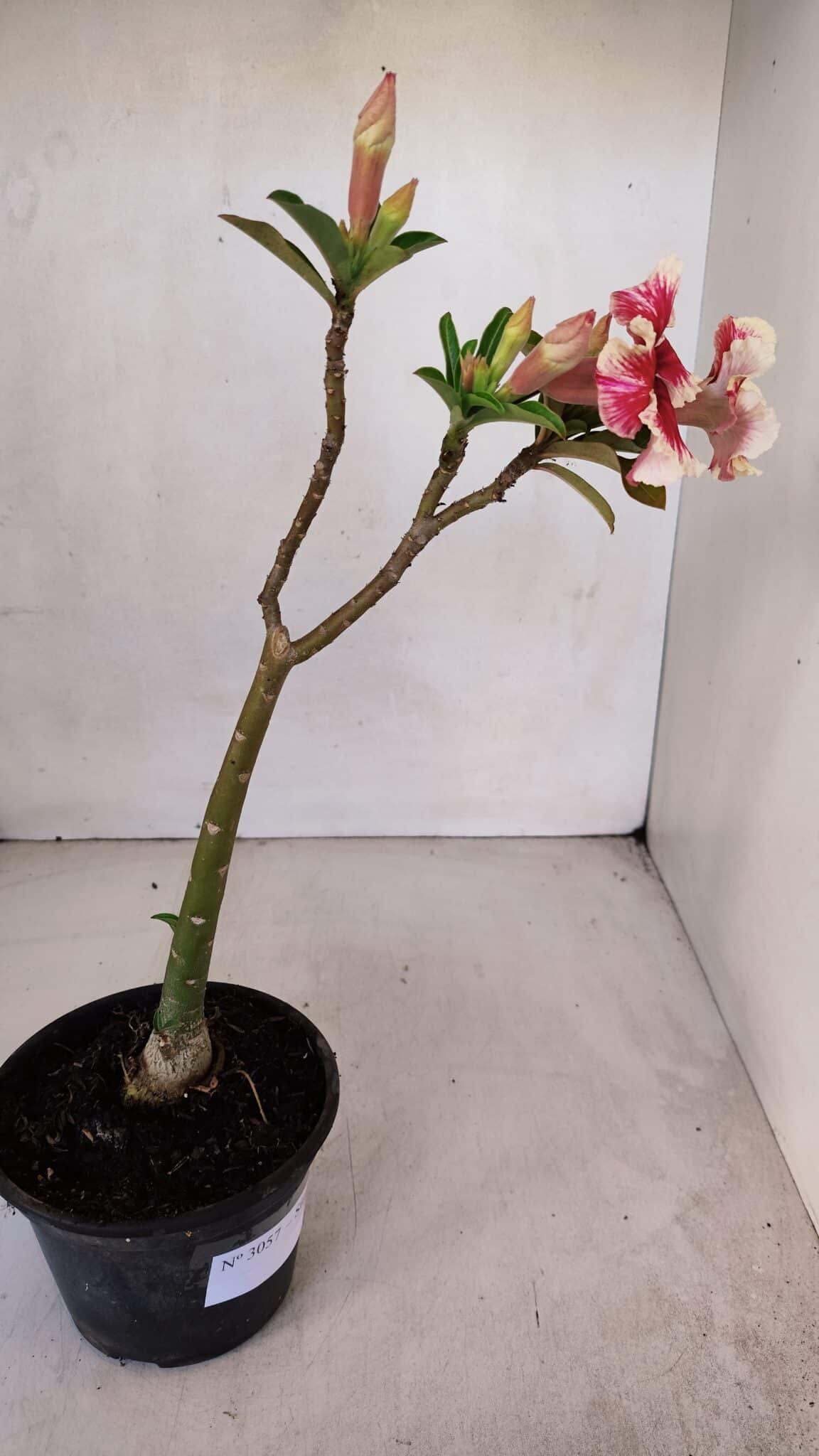 Planta Simples 3057 – 30cm – 02 anos