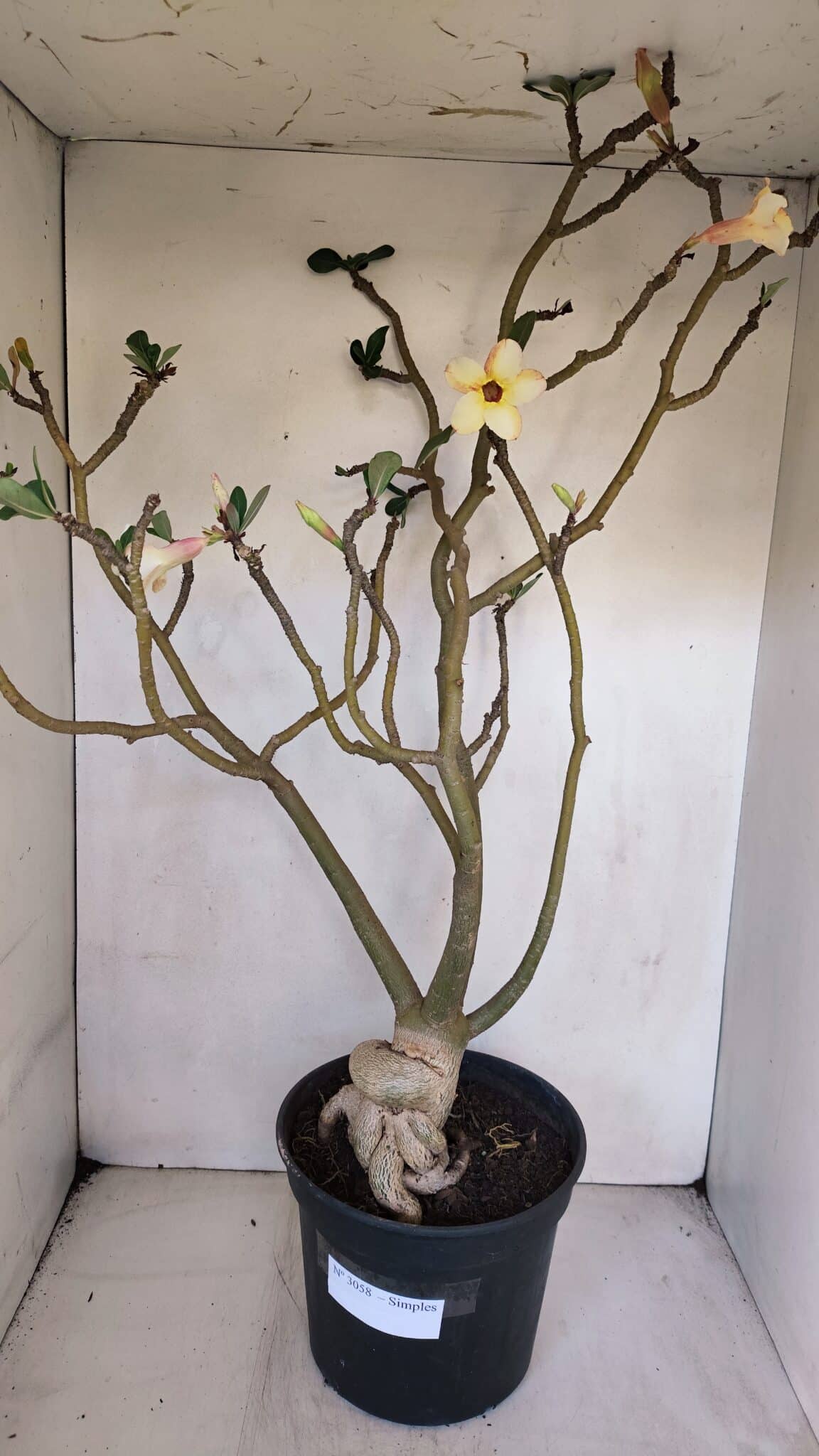 Planta Simples 3058 – 65cm – 05 anos