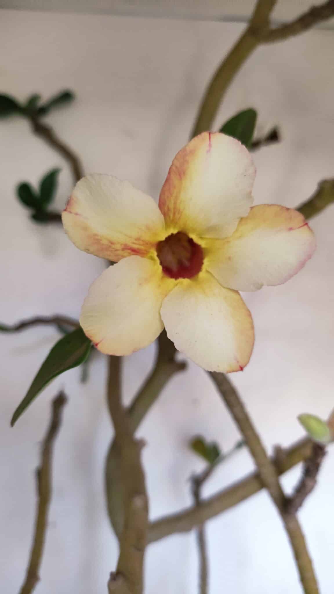 Planta Simples 3058 – 65cm – 05 anos