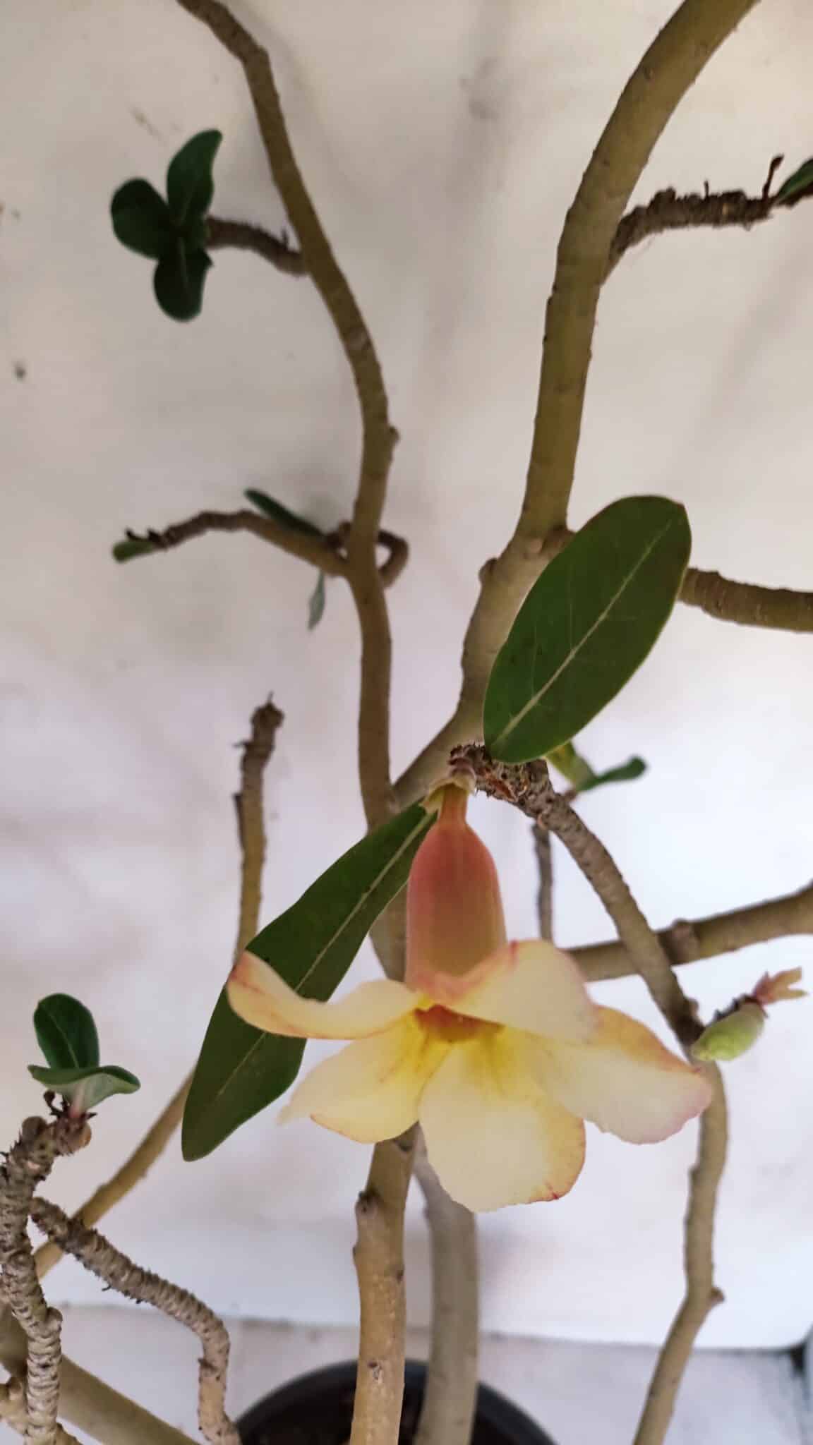 Planta Simples 3058 – 65cm – 05 anos