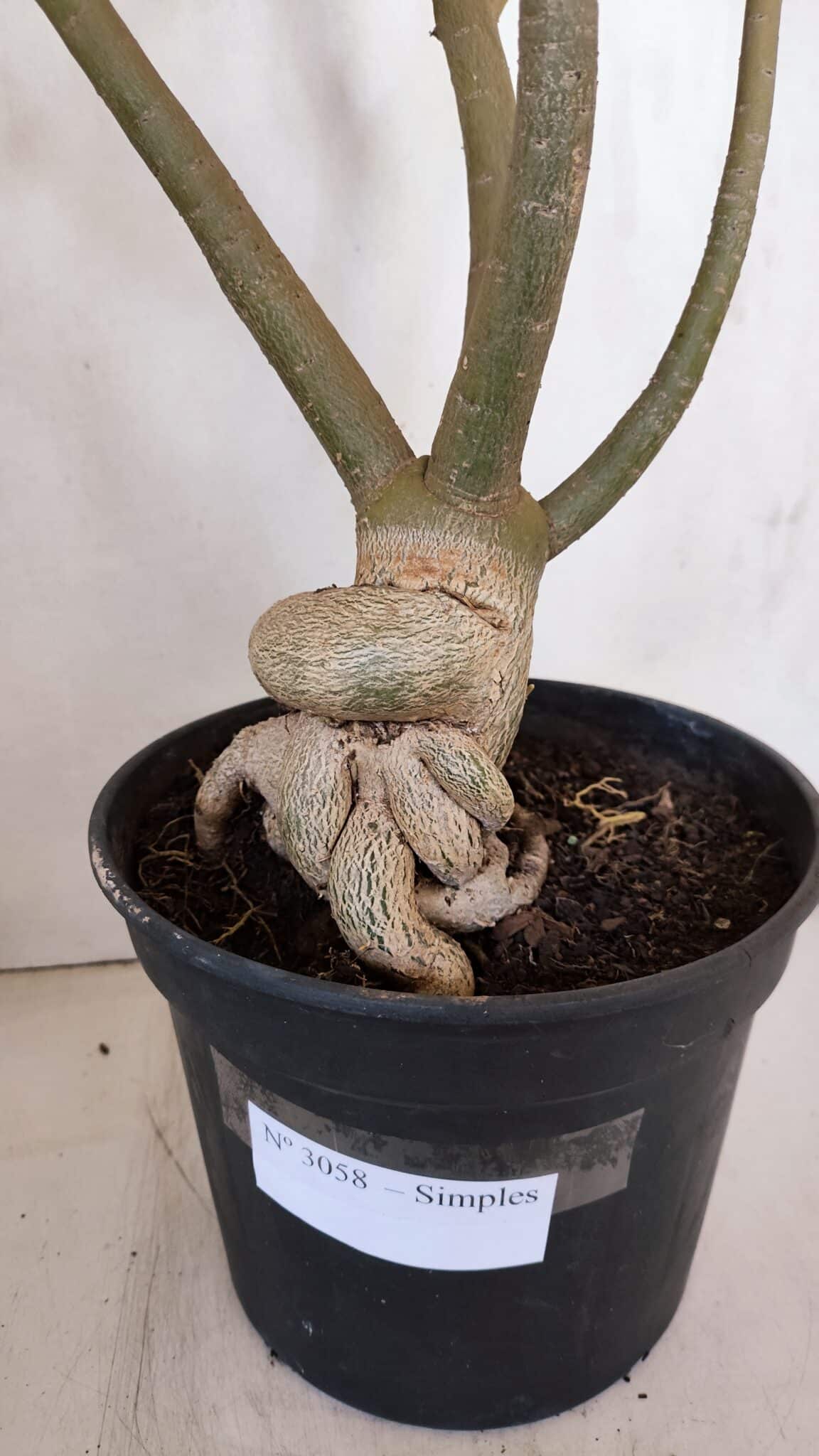 Planta Simples 3058 – 65cm – 05 anos