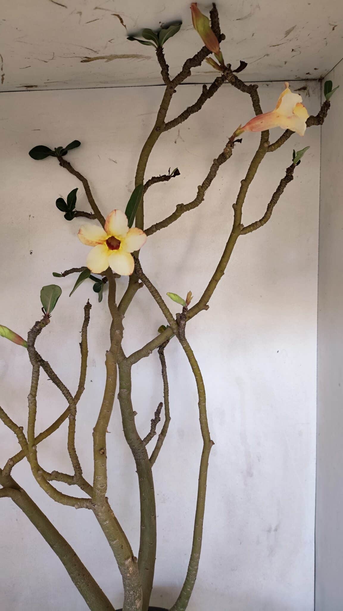 Planta Simples 3058 – 65cm – 05 anos