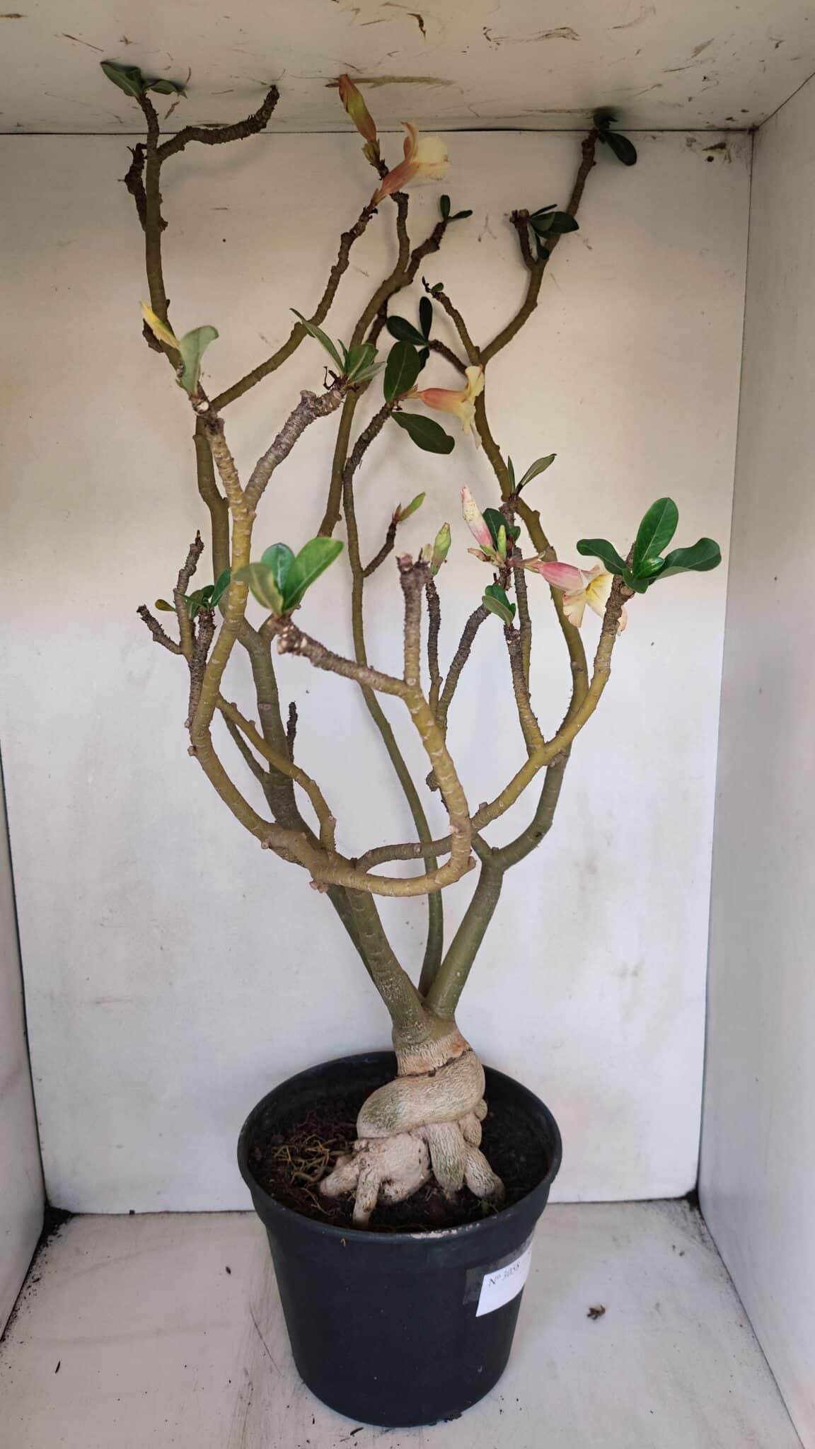 Planta Simples 3058 – 65cm – 05 anos