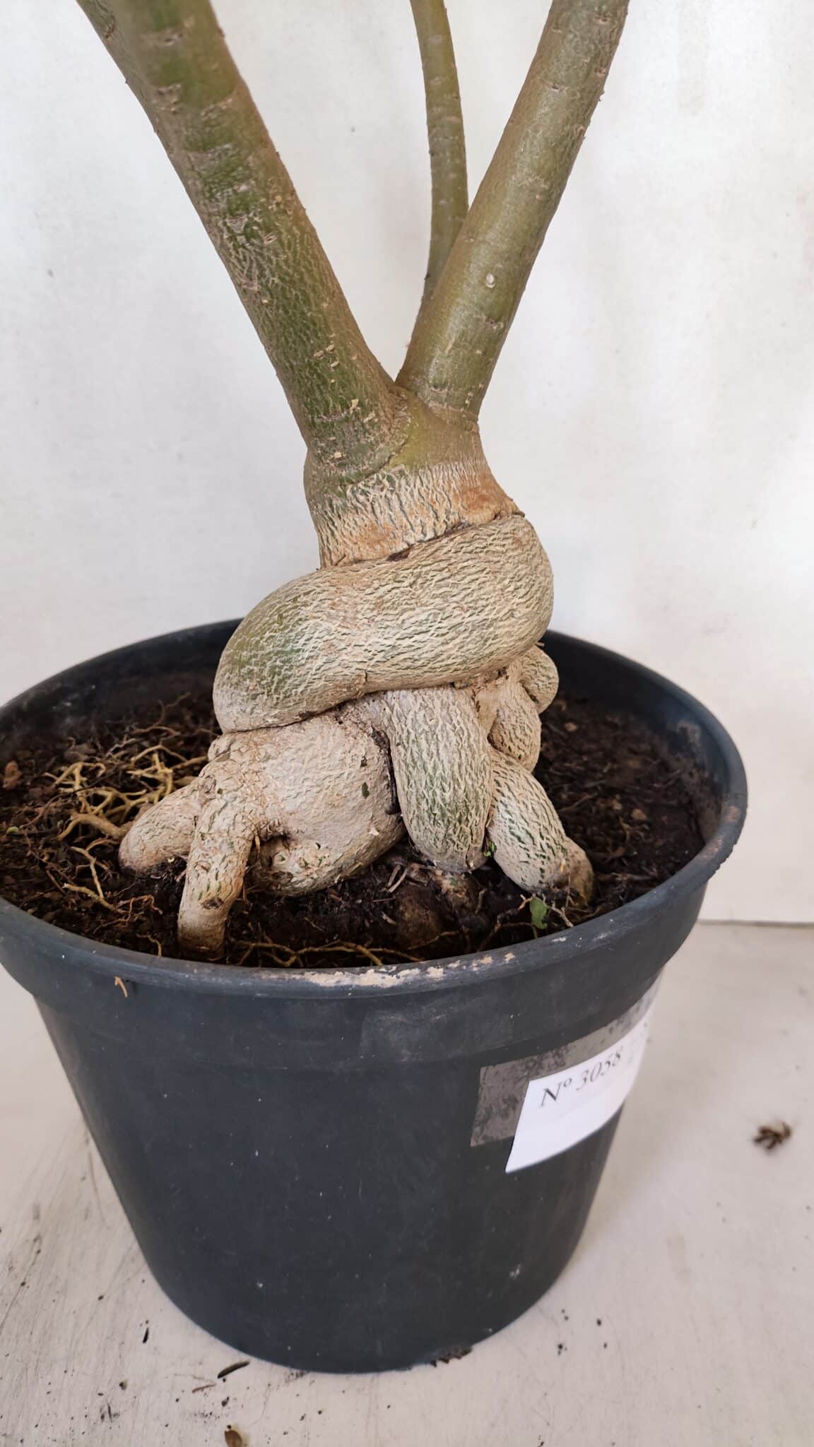 Planta Simples 3058 – 65cm – 05 anos