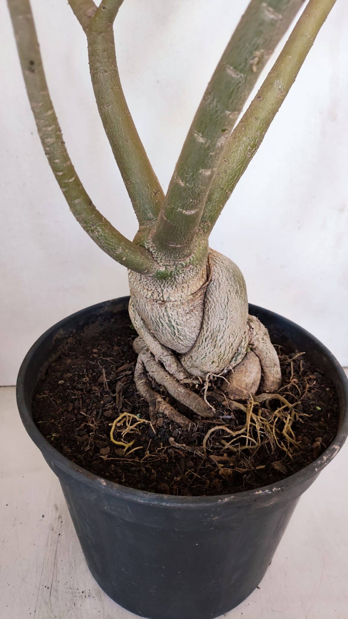 Planta Simples 3058 – 65cm – 05 anos