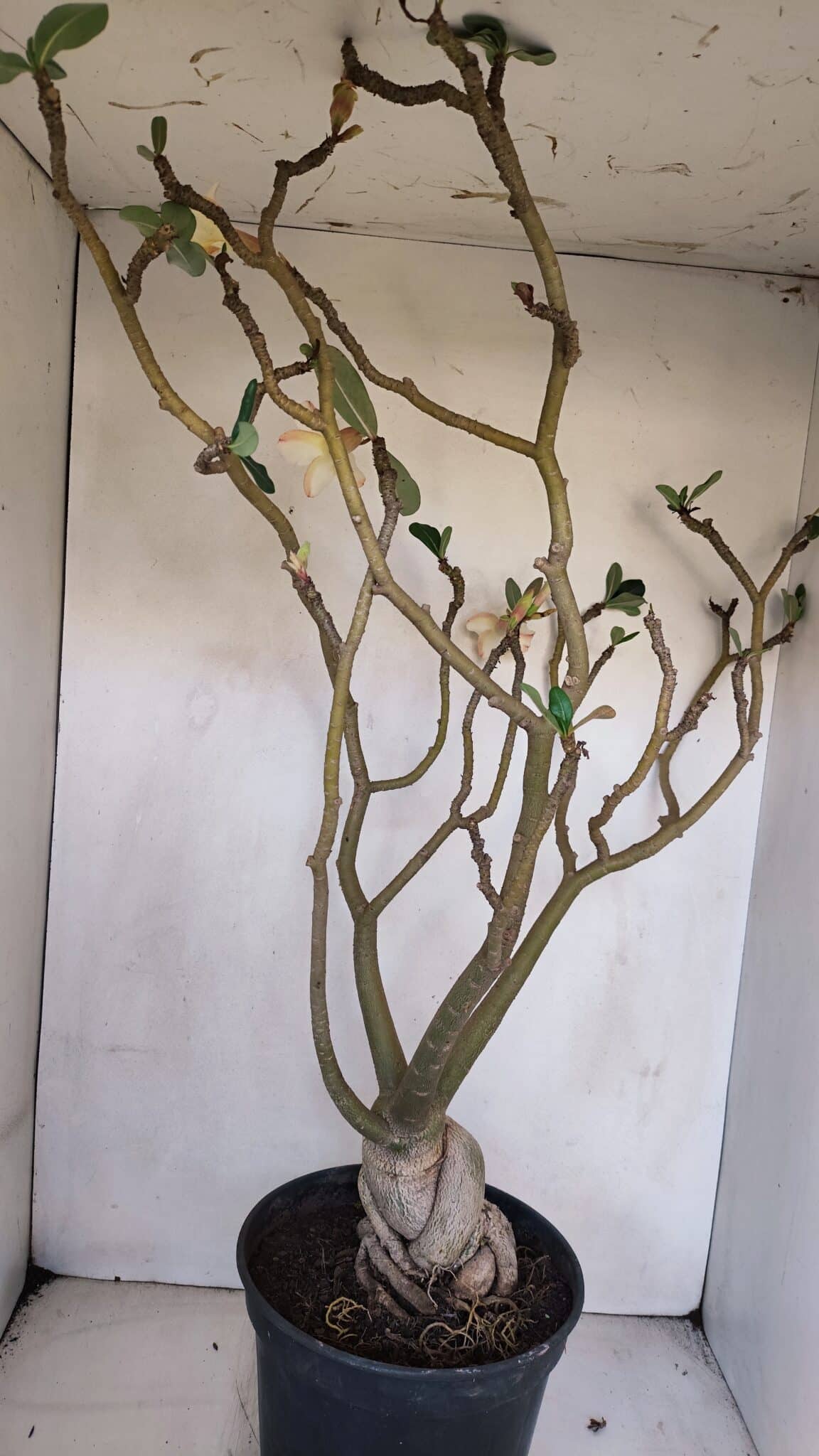 Planta Simples 3058 – 65cm – 05 anos