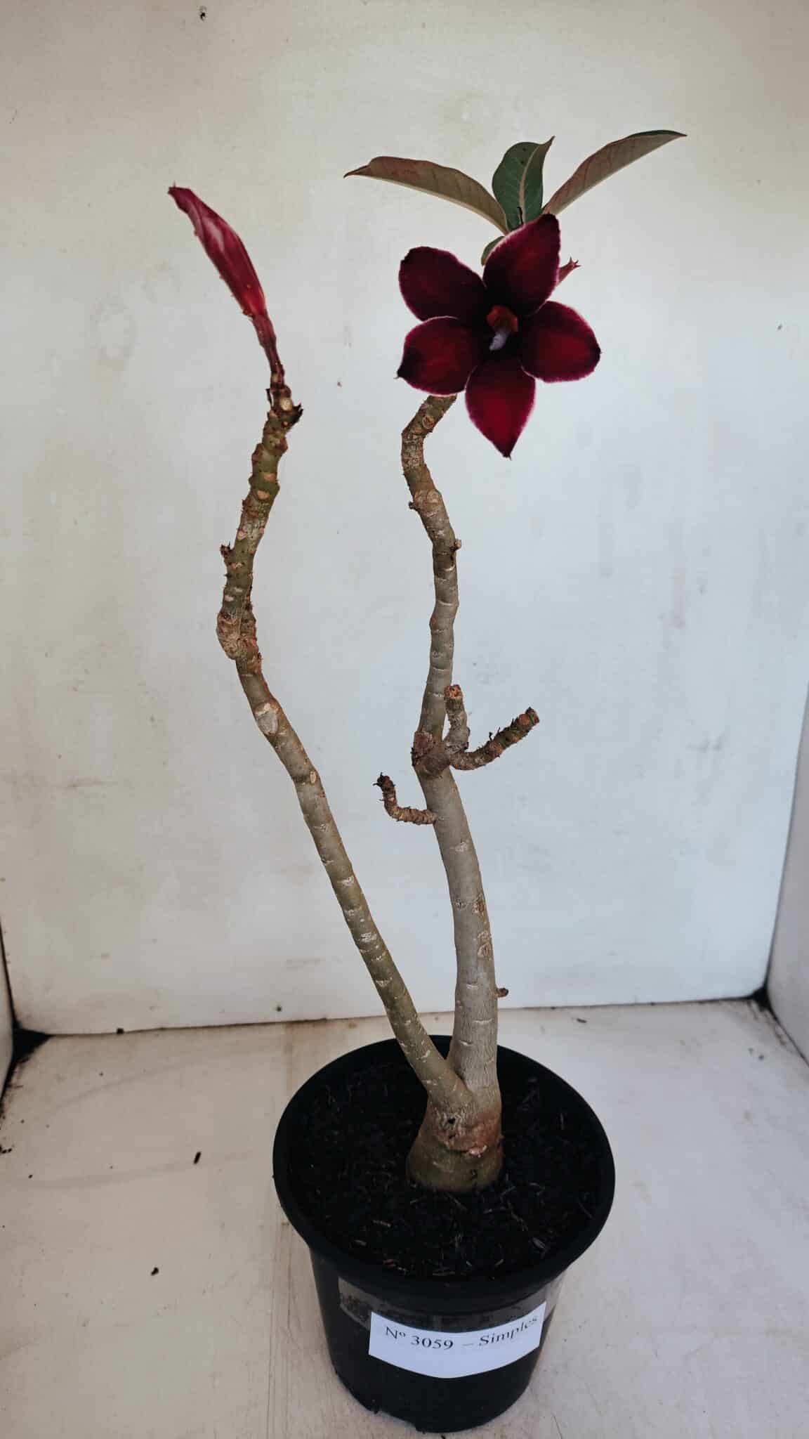 Planta Simples 3059 – 35cm – 03 anos
