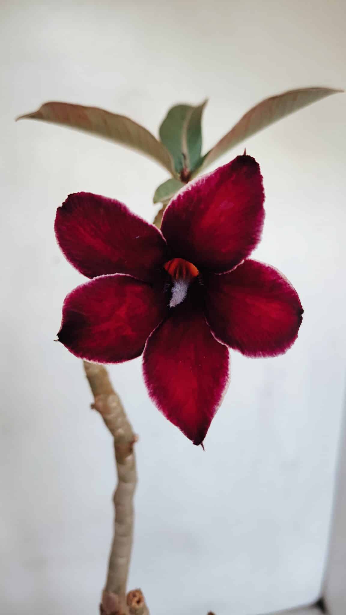 Planta Simples 3059 – 35cm – 03 anos