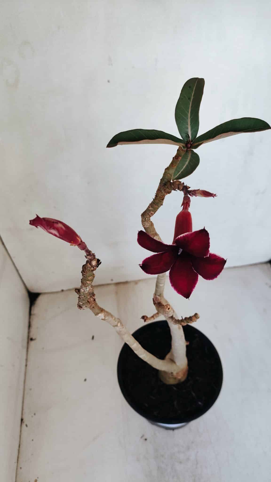 Planta Simples 3059 – 35cm – 03 anos