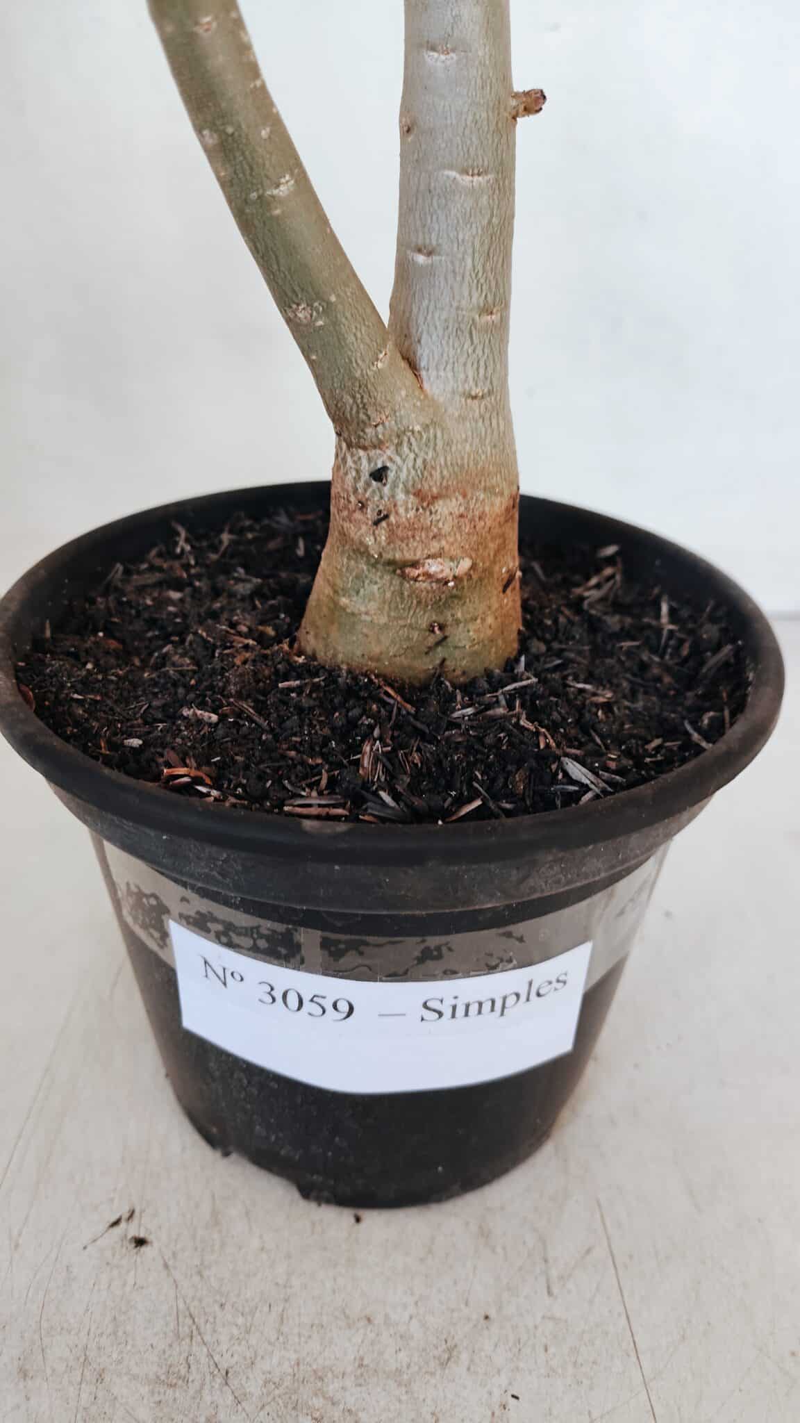 Planta Simples 3059 – 35cm – 03 anos