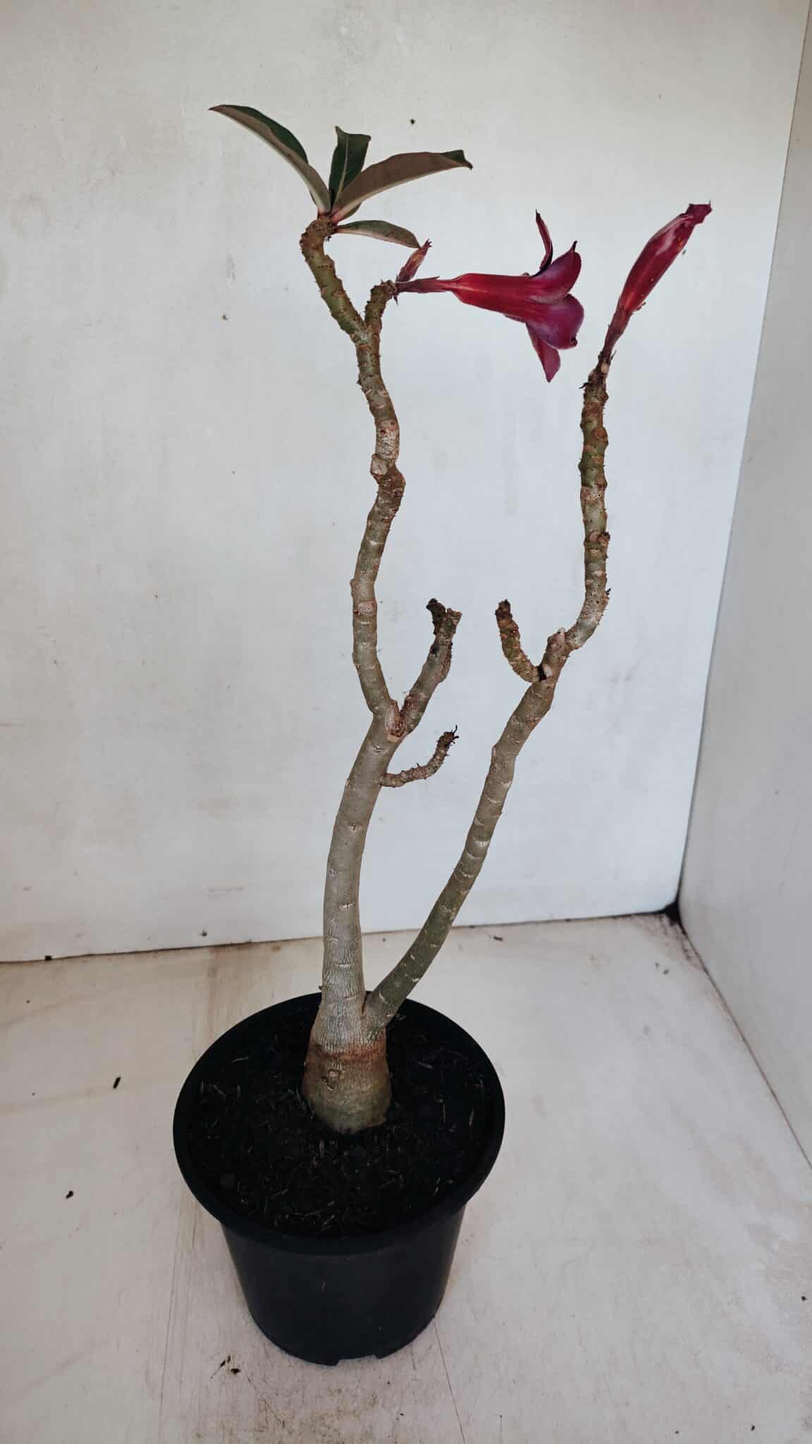 Planta Simples 3059 – 35cm – 03 anos