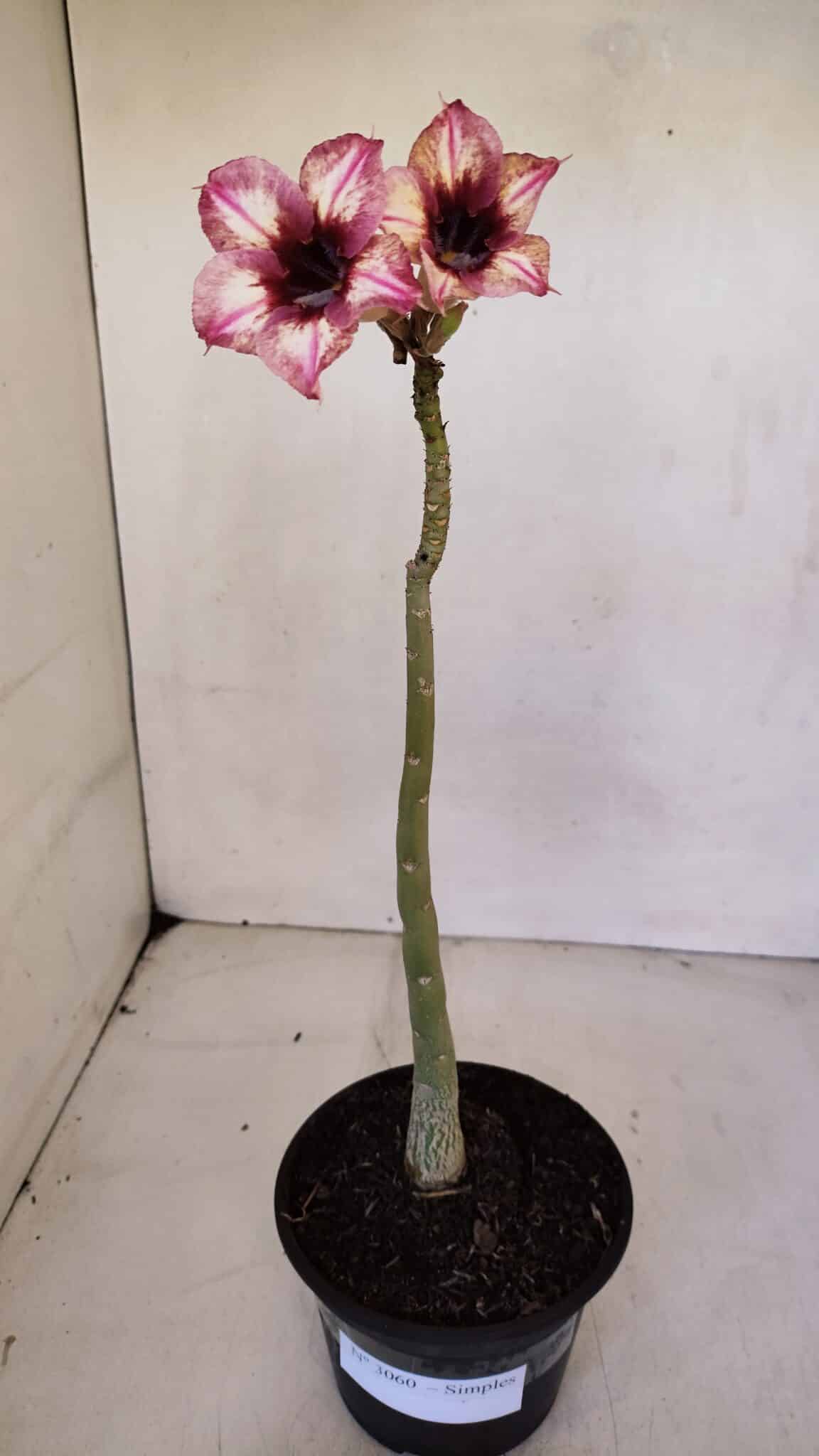 Planta Simples 3060 – 30cm – 02 anos