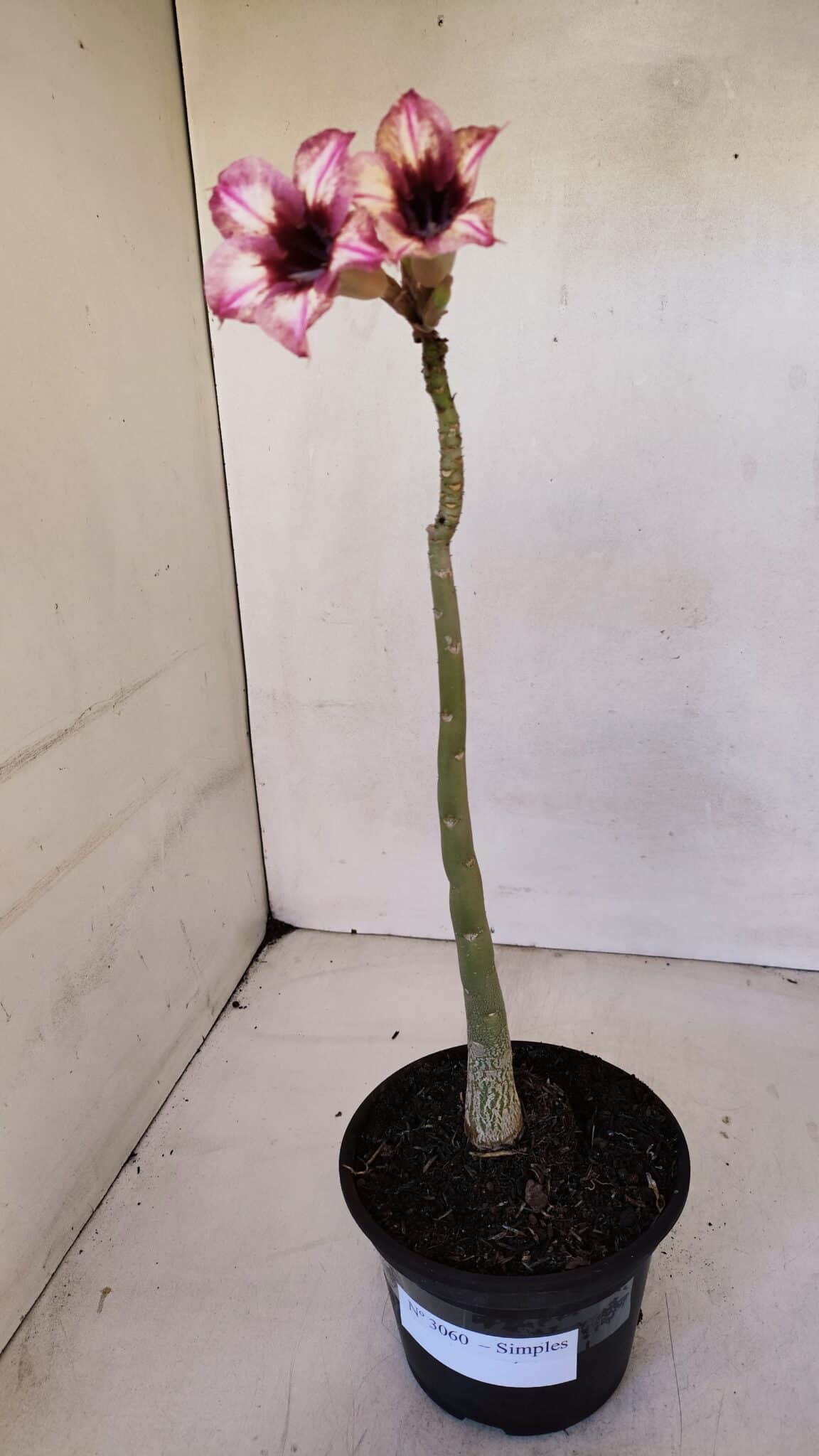 Planta Simples 3060 – 30cm – 02 anos