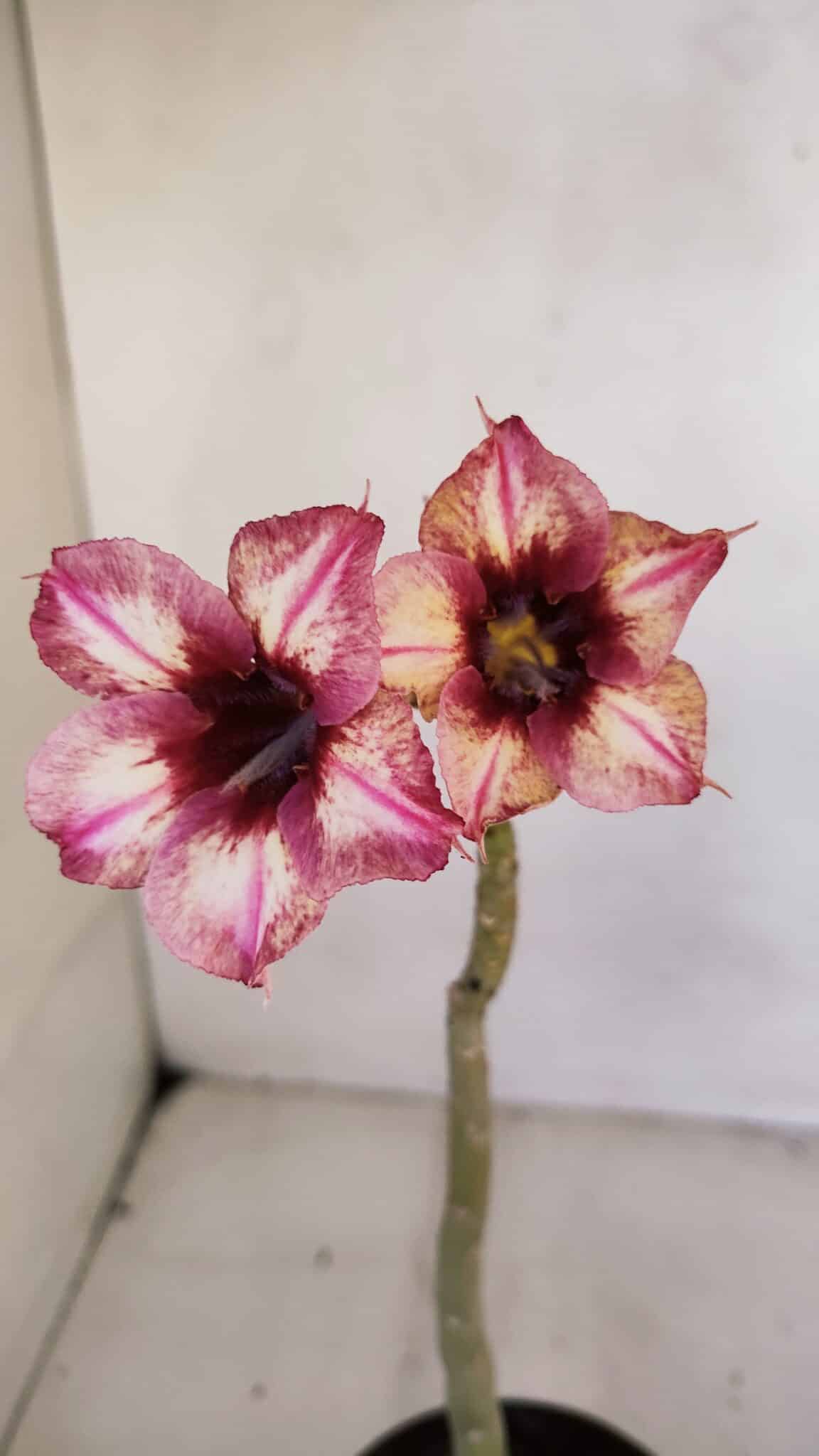Planta Simples 3060 – 30cm – 02 anos