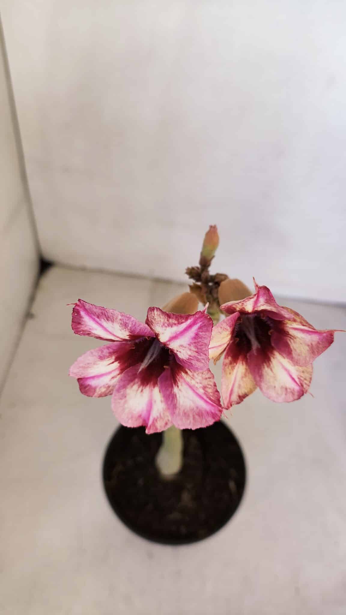 Planta Simples 3060 – 30cm – 02 anos