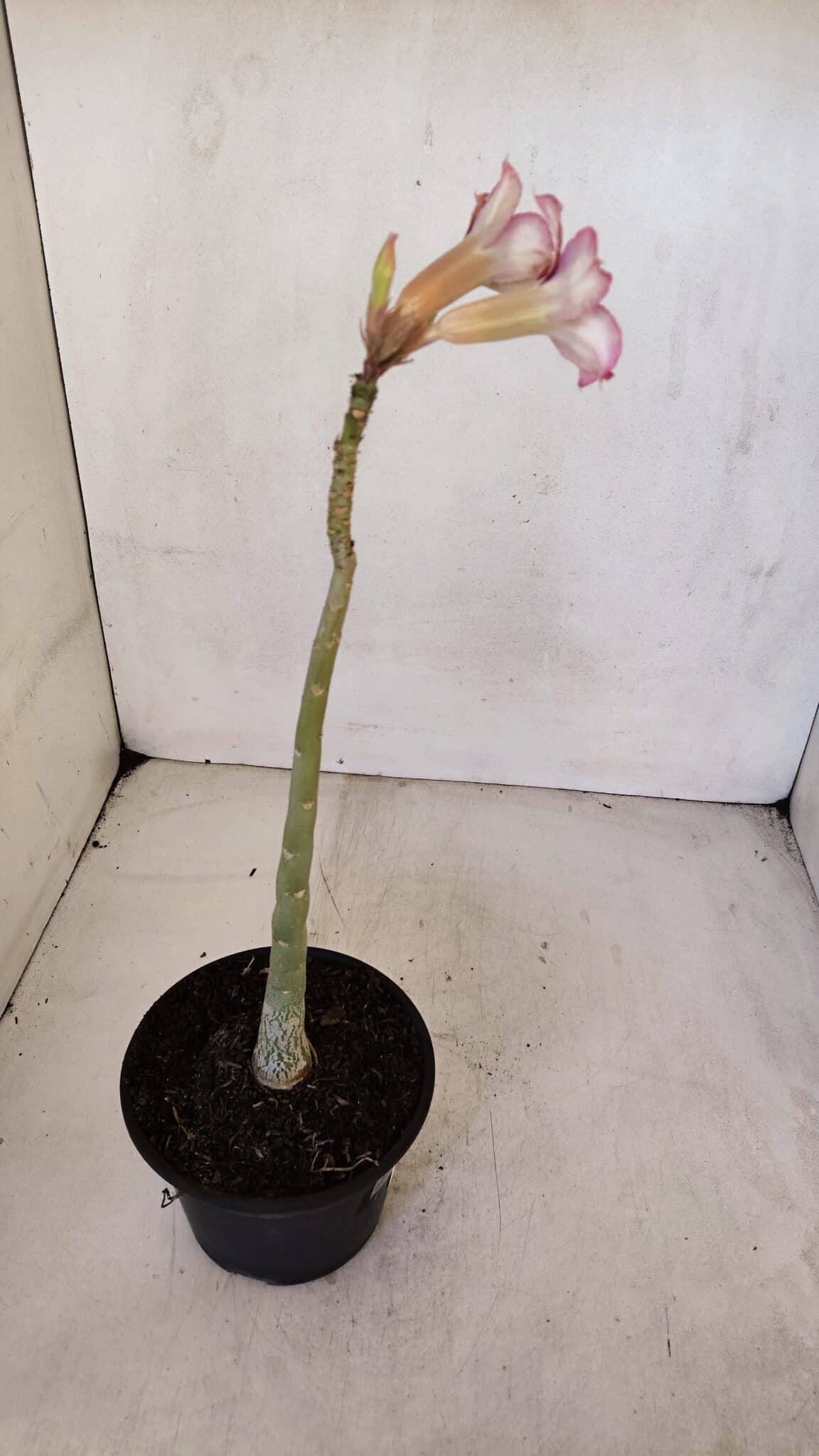 Planta Simples 3060 – 30cm – 02 anos
