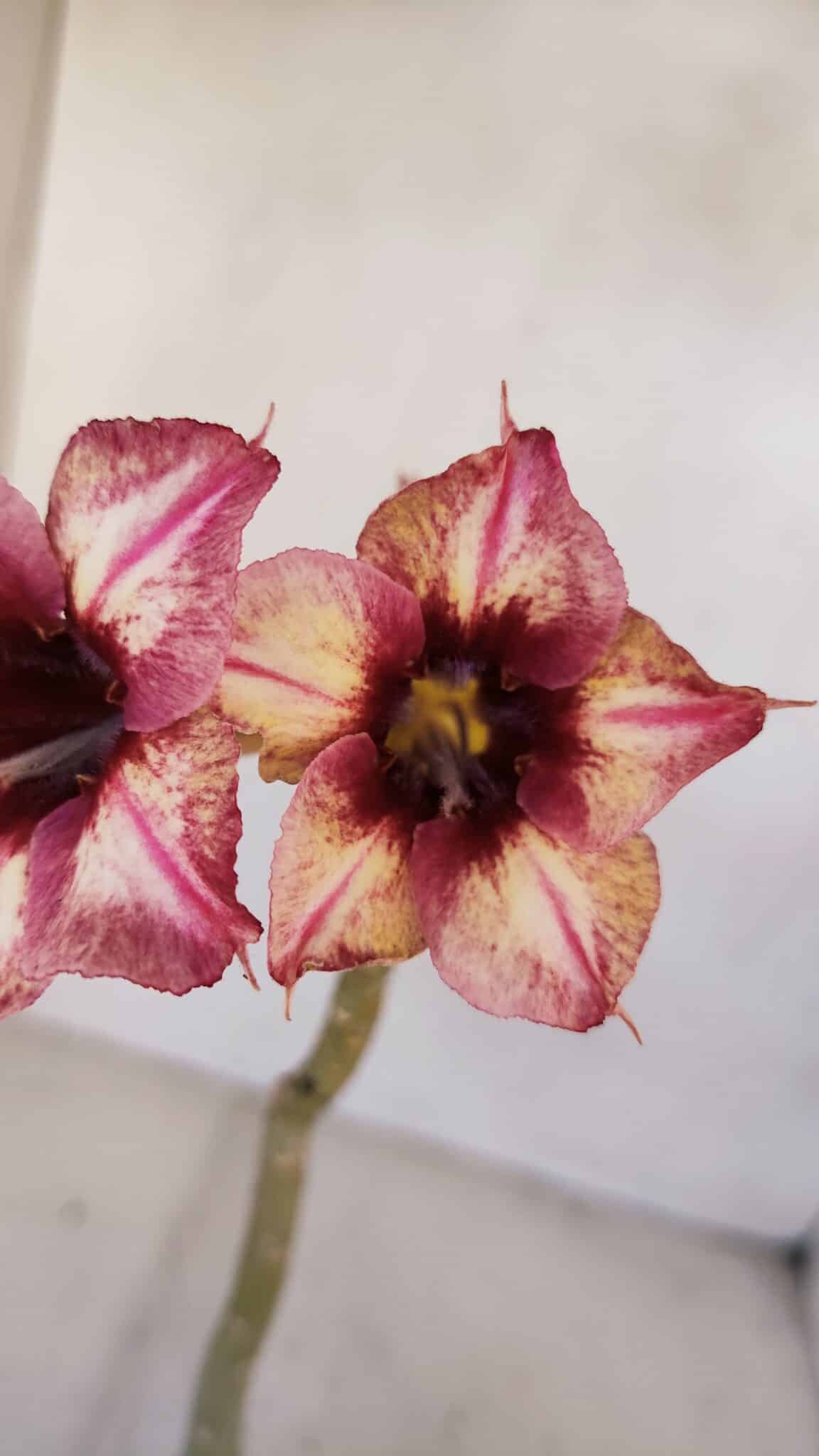 Planta Simples 3060 – 30cm – 02 anos