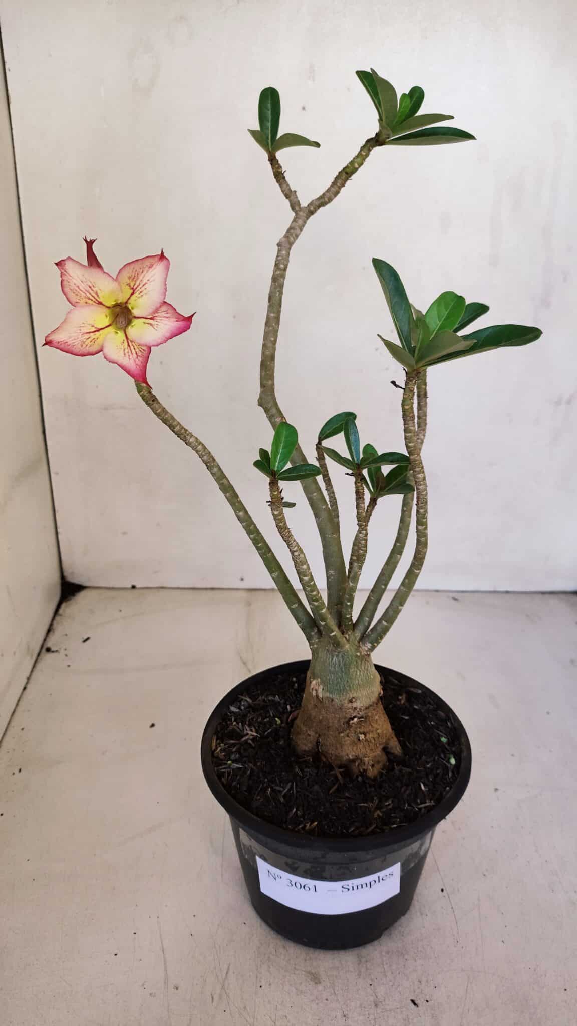 Planta Simples 3061 – 30cm – 03 anos