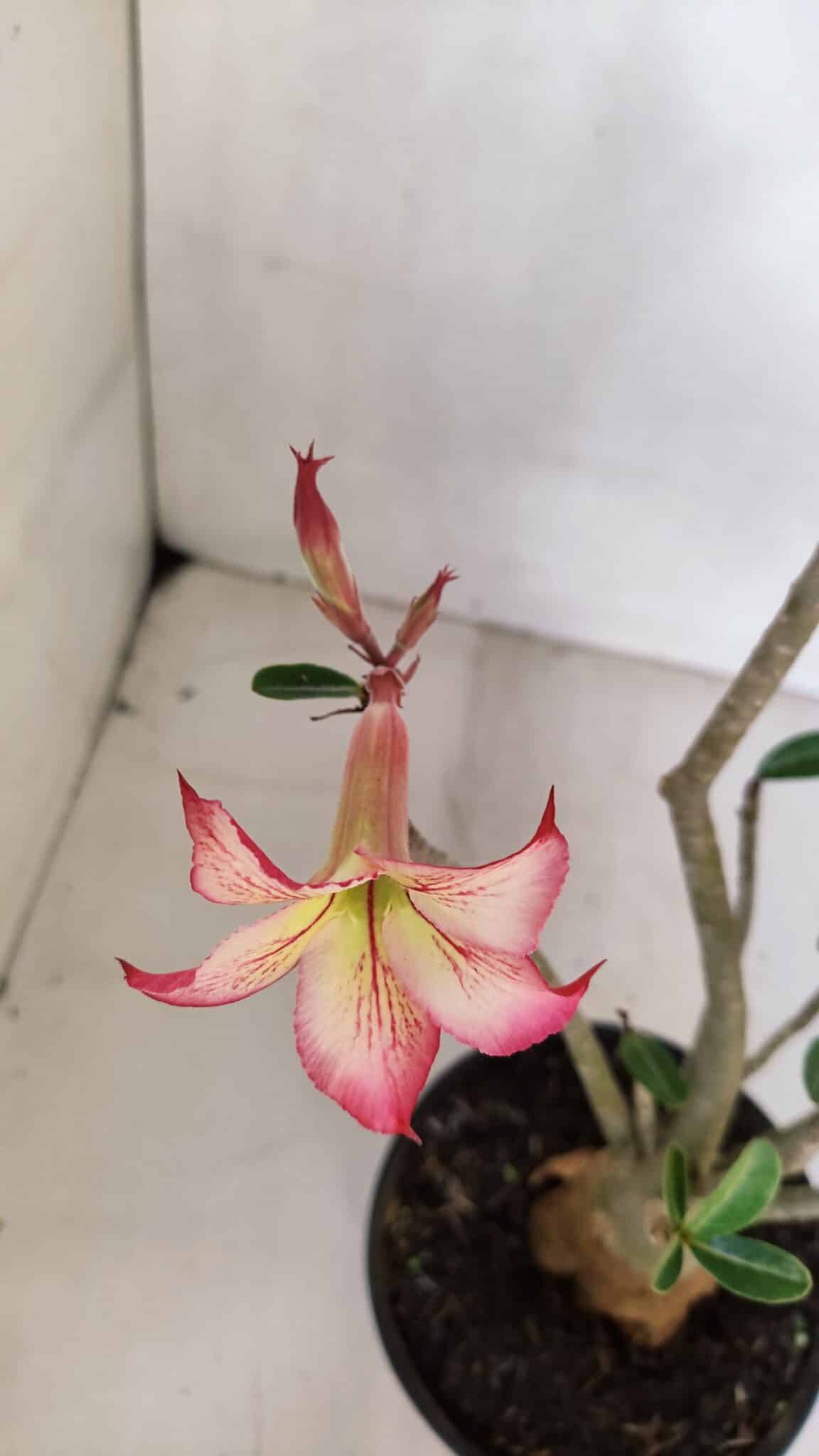 Planta Simples 3061 – 30cm – 03 anos