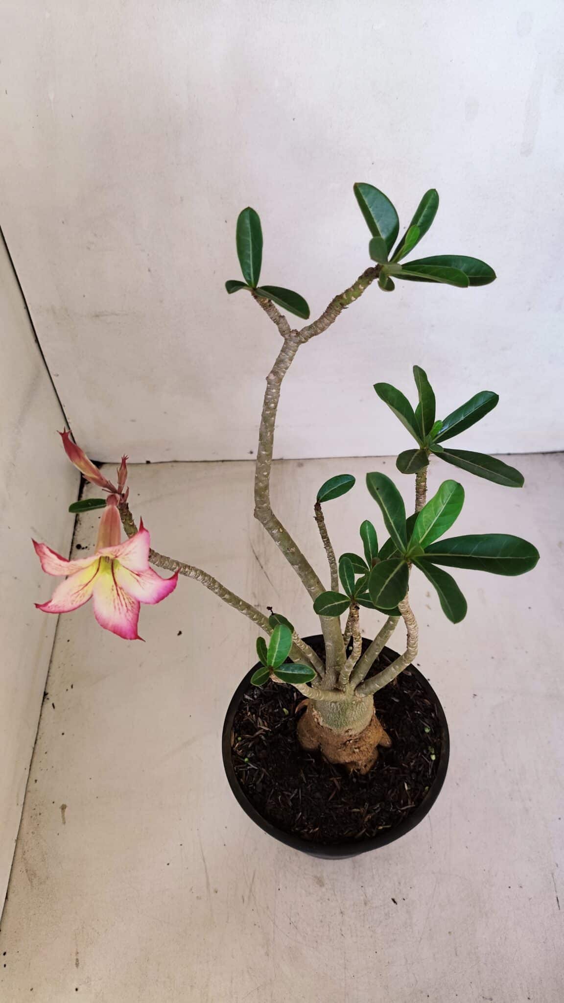 Planta Simples 3061 – 30cm – 03 anos