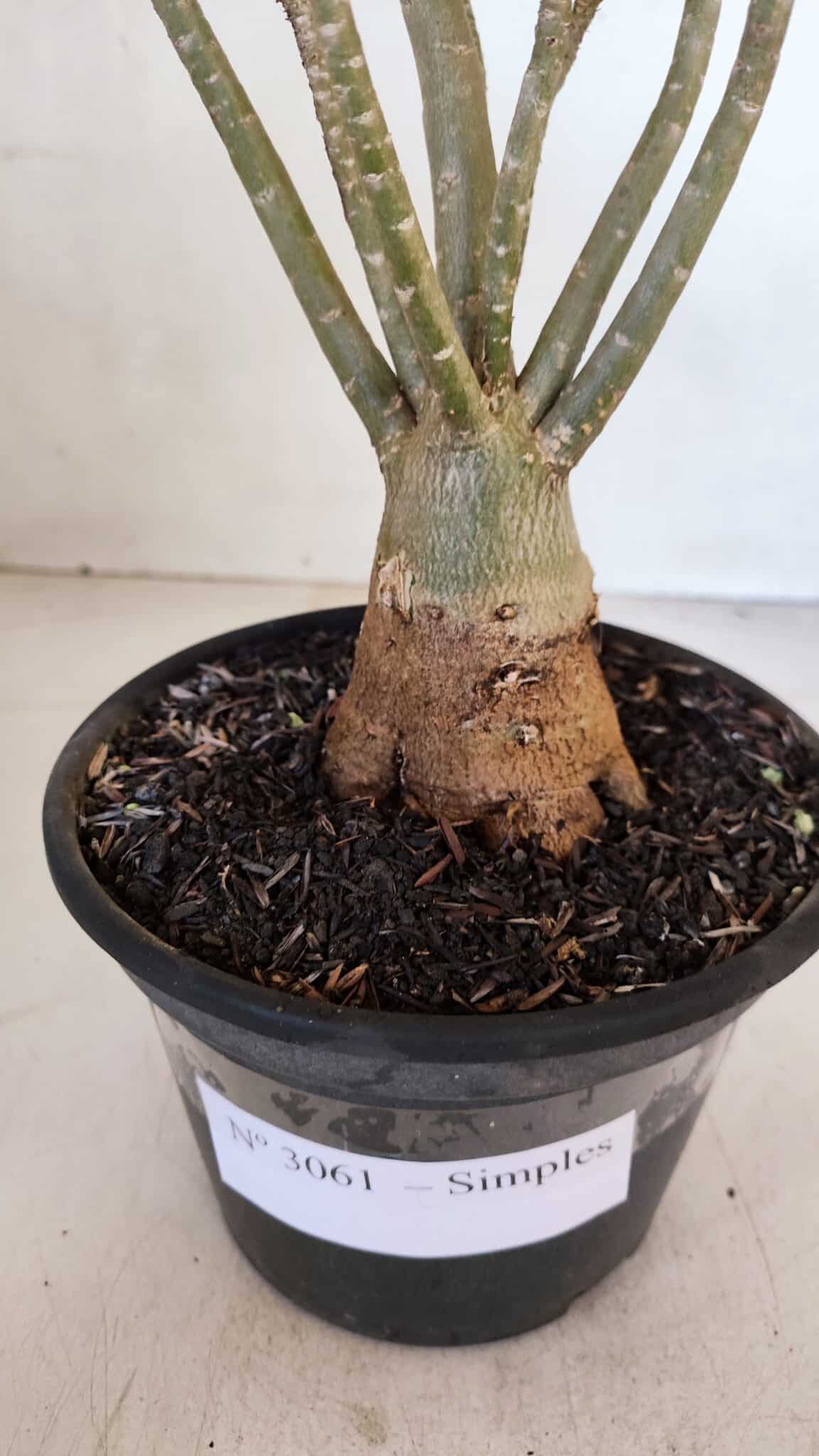 Planta Simples 3061 – 30cm – 03 anos