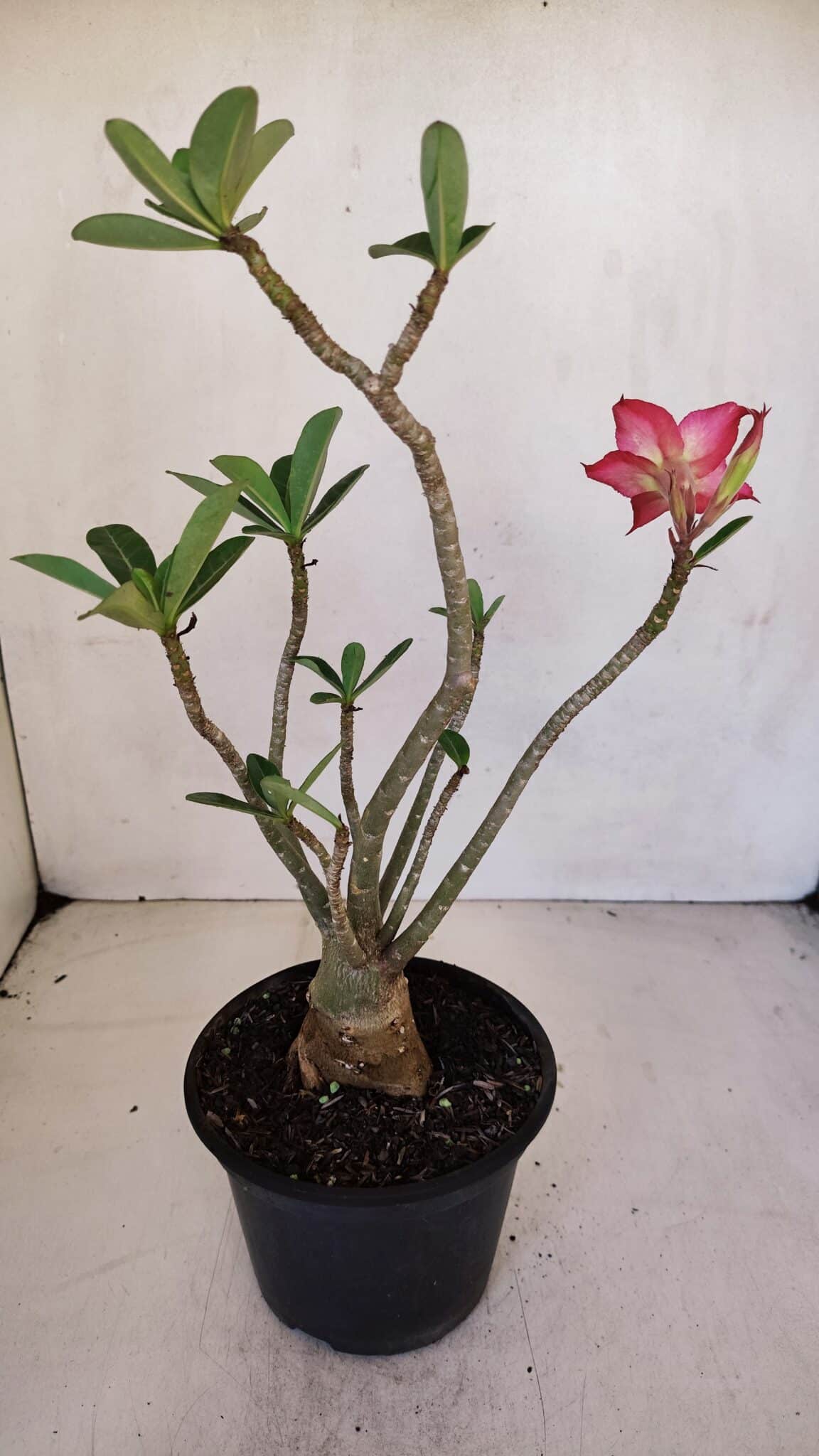 Planta Simples 3061 – 30cm – 03 anos