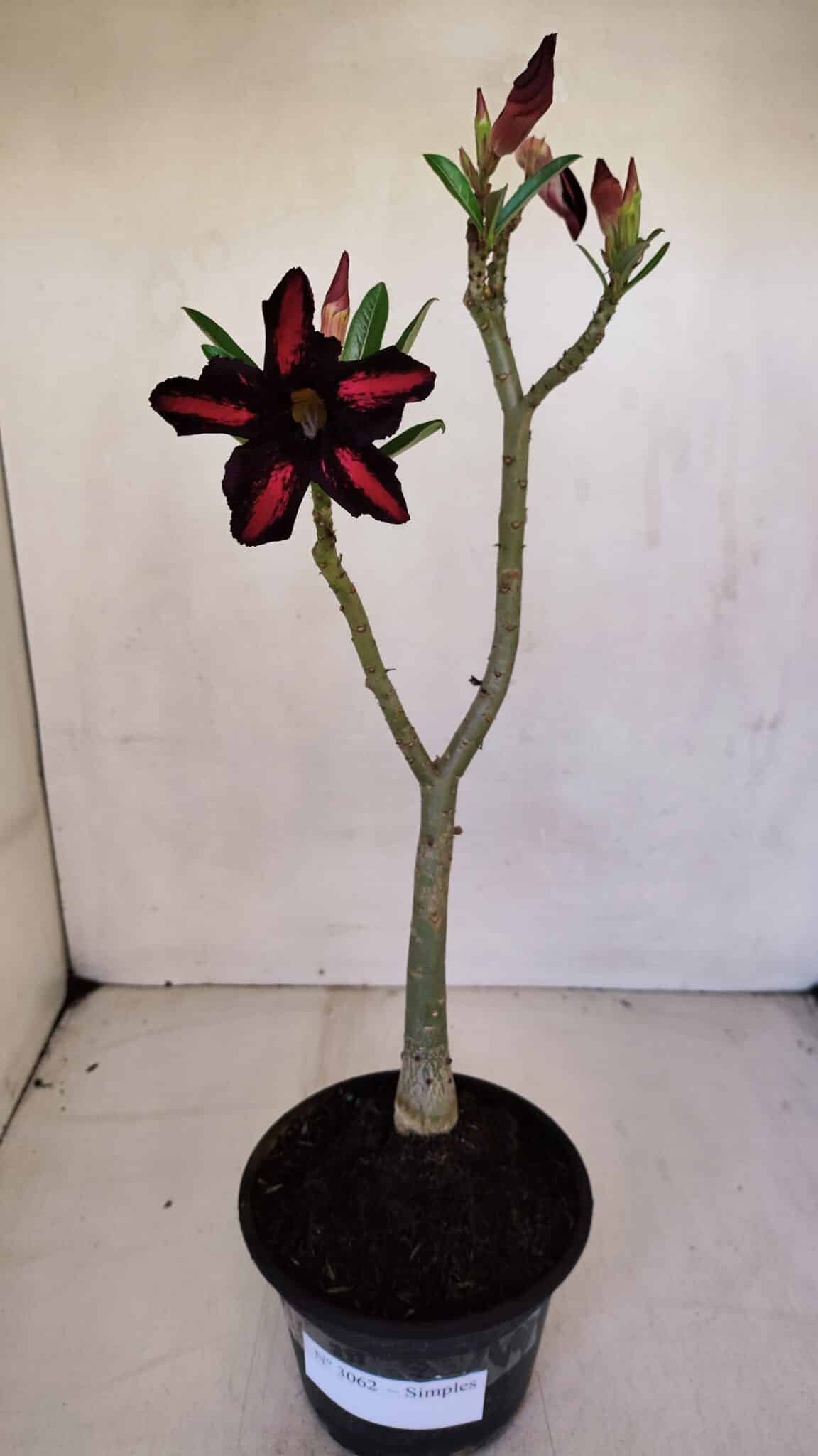 Planta Simples 3062 – 35cm – 03 anos