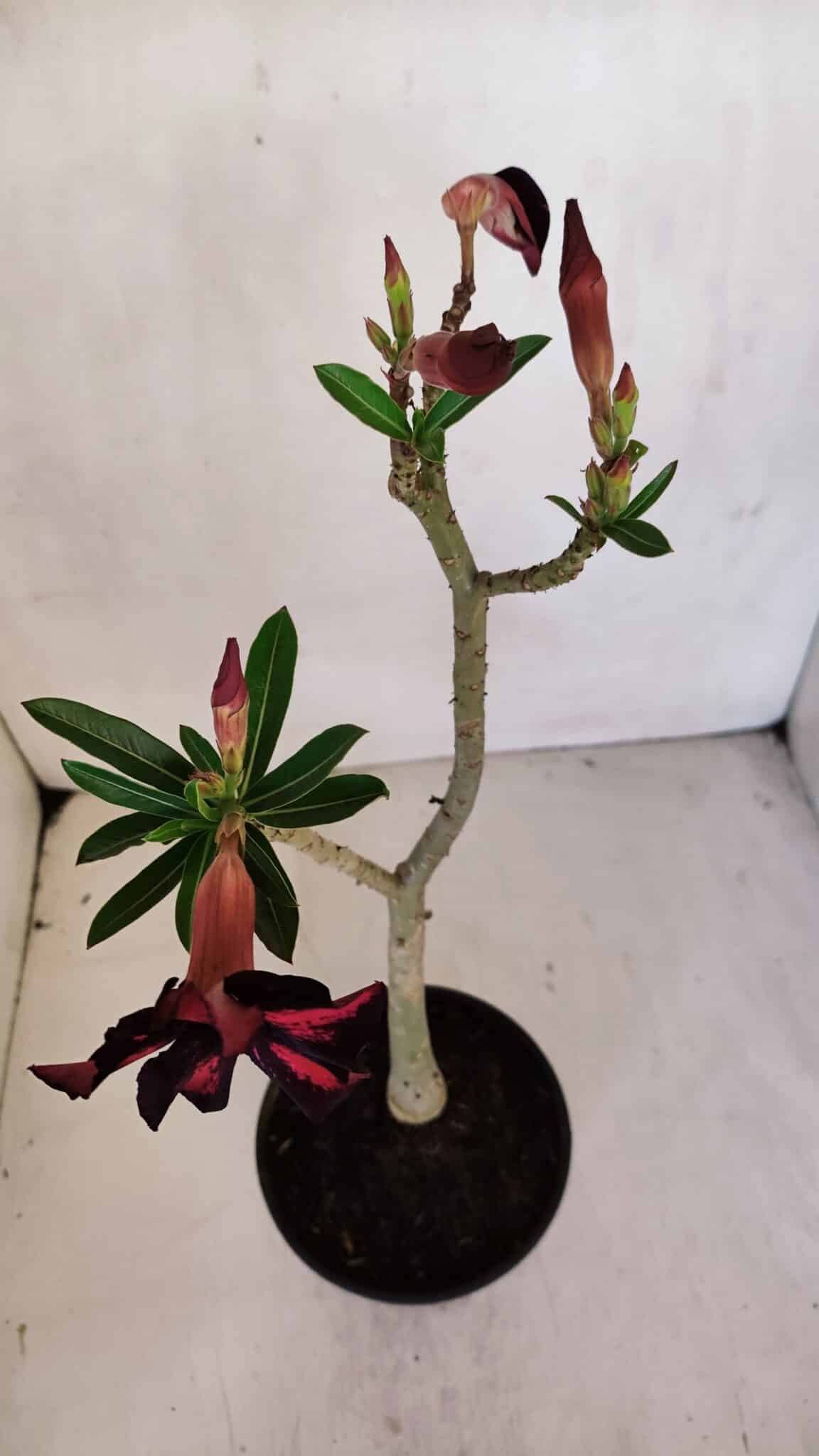 Planta Simples 3062 – 35cm – 03 anos