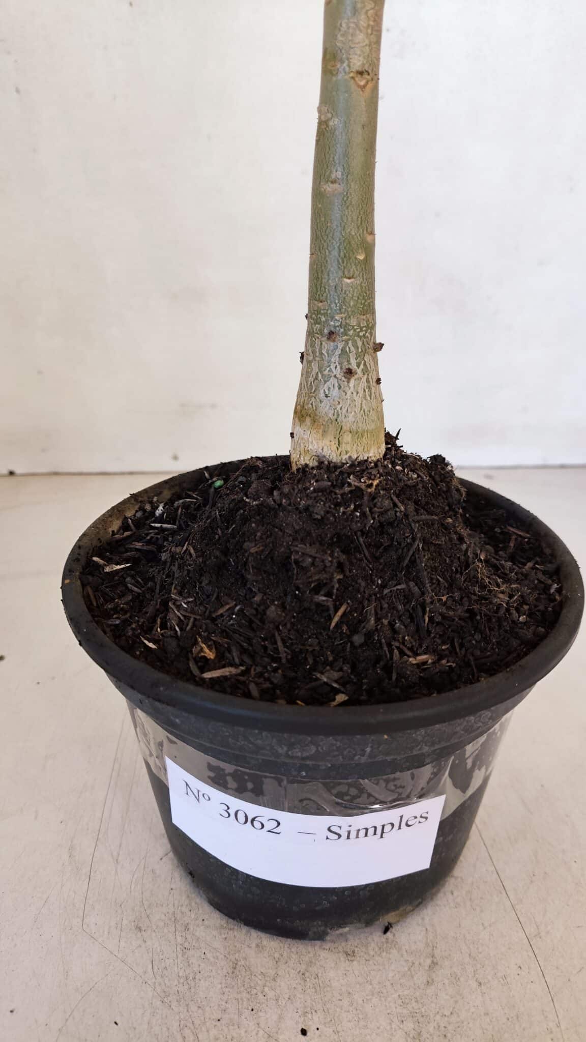 Planta Simples 3062 – 35cm – 03 anos