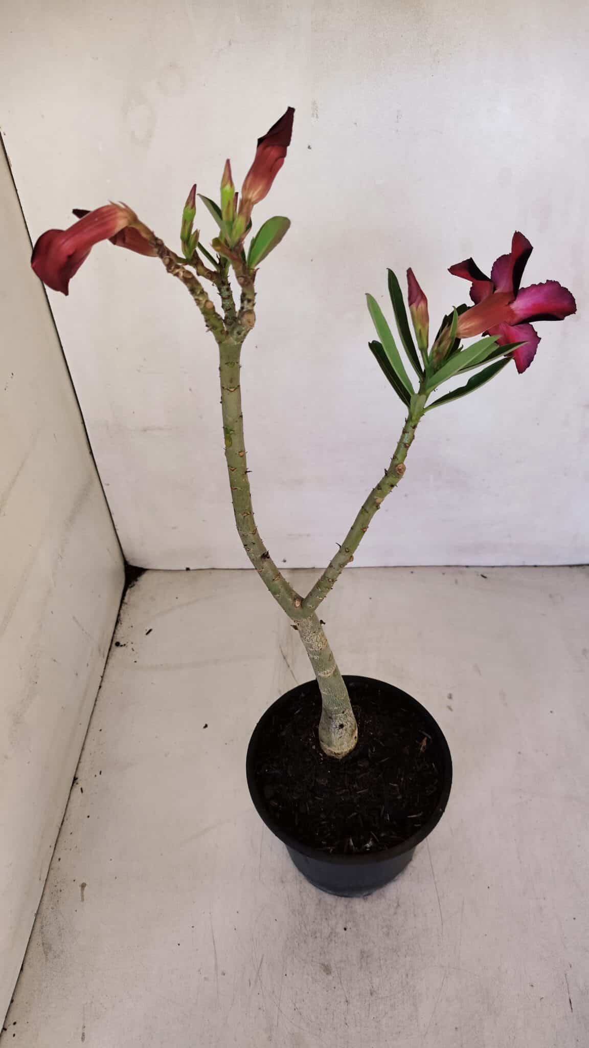 Planta Simples 3062 – 35cm – 03 anos