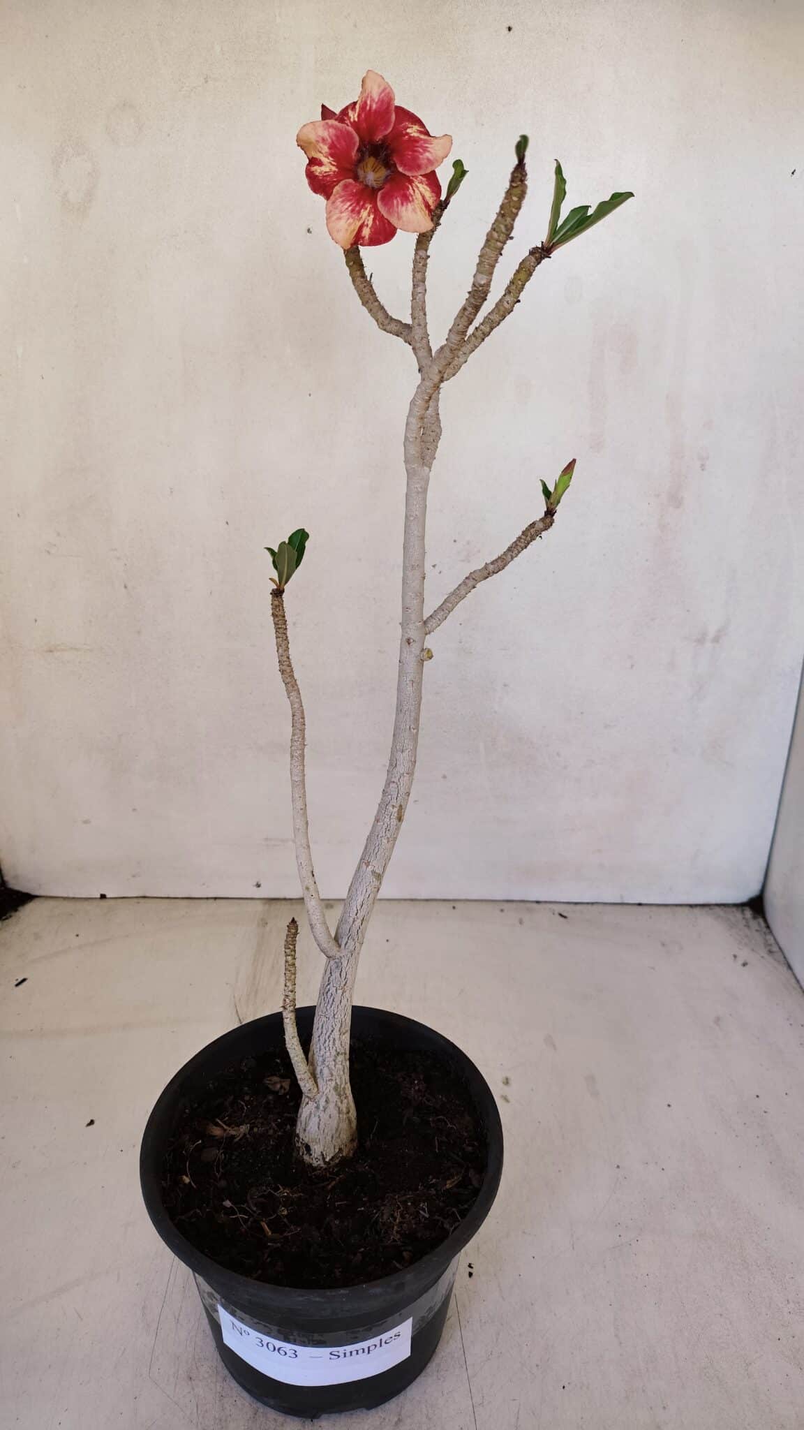 Planta Simples 3063 – 35cm – 03 anos