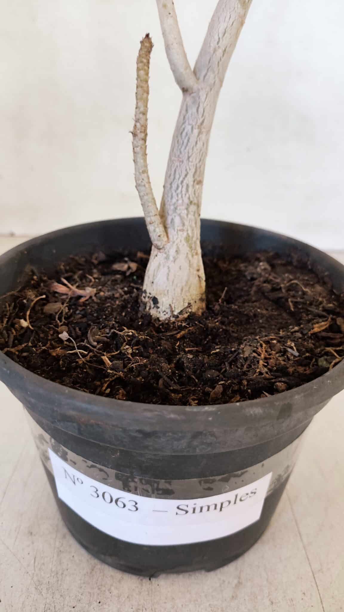 Planta Simples 3063 – 35cm – 03 anos