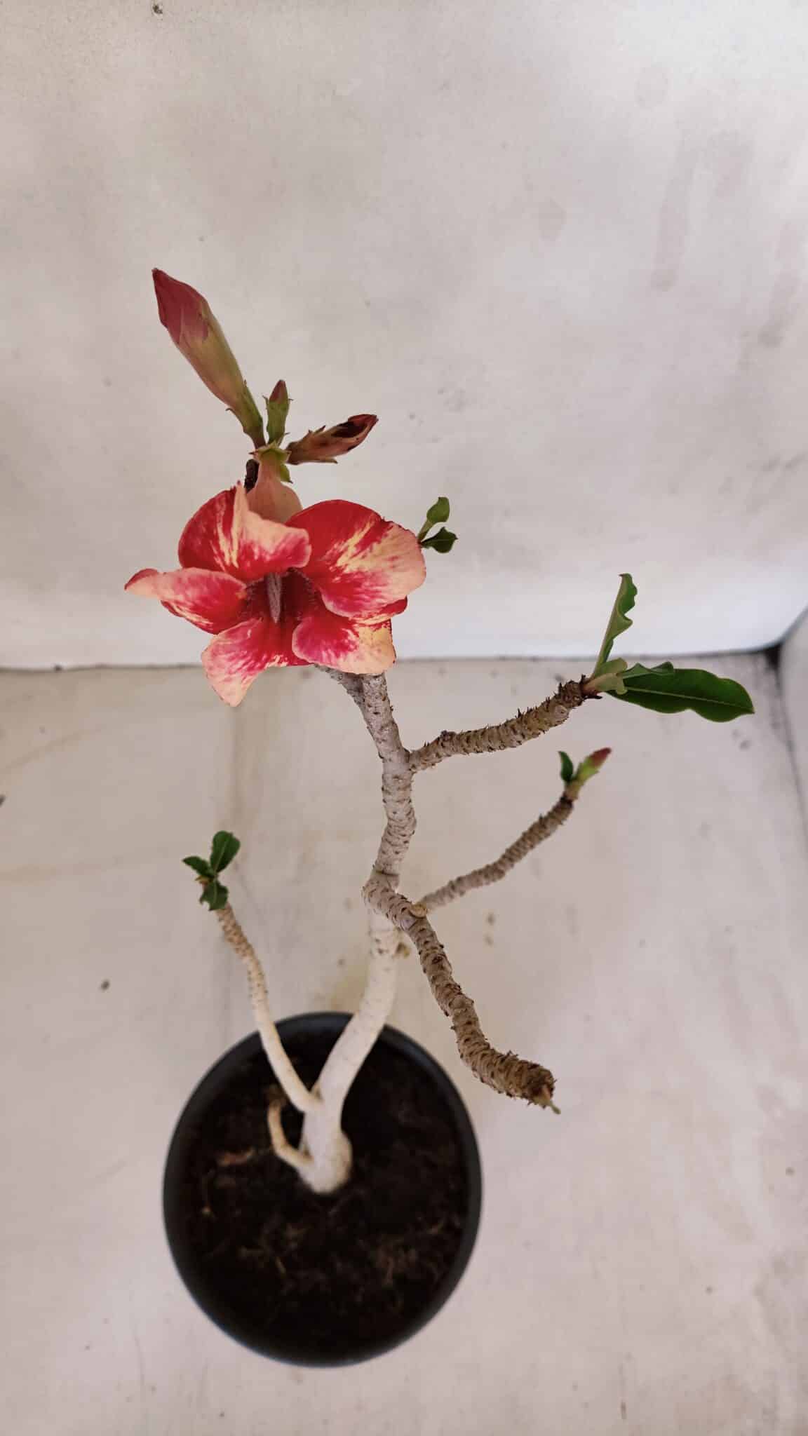 Planta Simples 3063 – 35cm – 03 anos