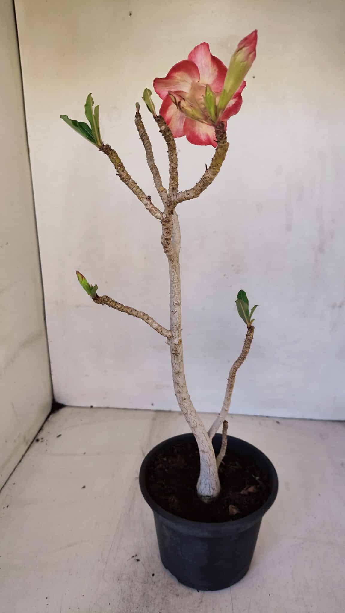 Planta Simples 3063 – 35cm – 03 anos