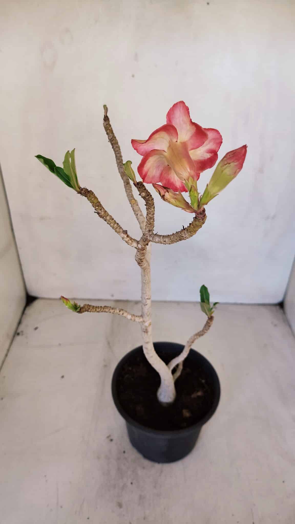 Planta Simples 3063 – 35cm – 03 anos