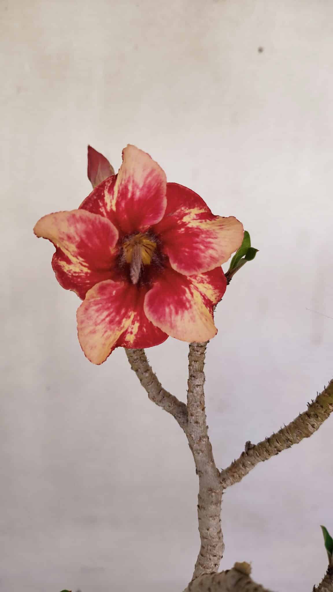 Planta Simples 3063 – 35cm – 03 anos