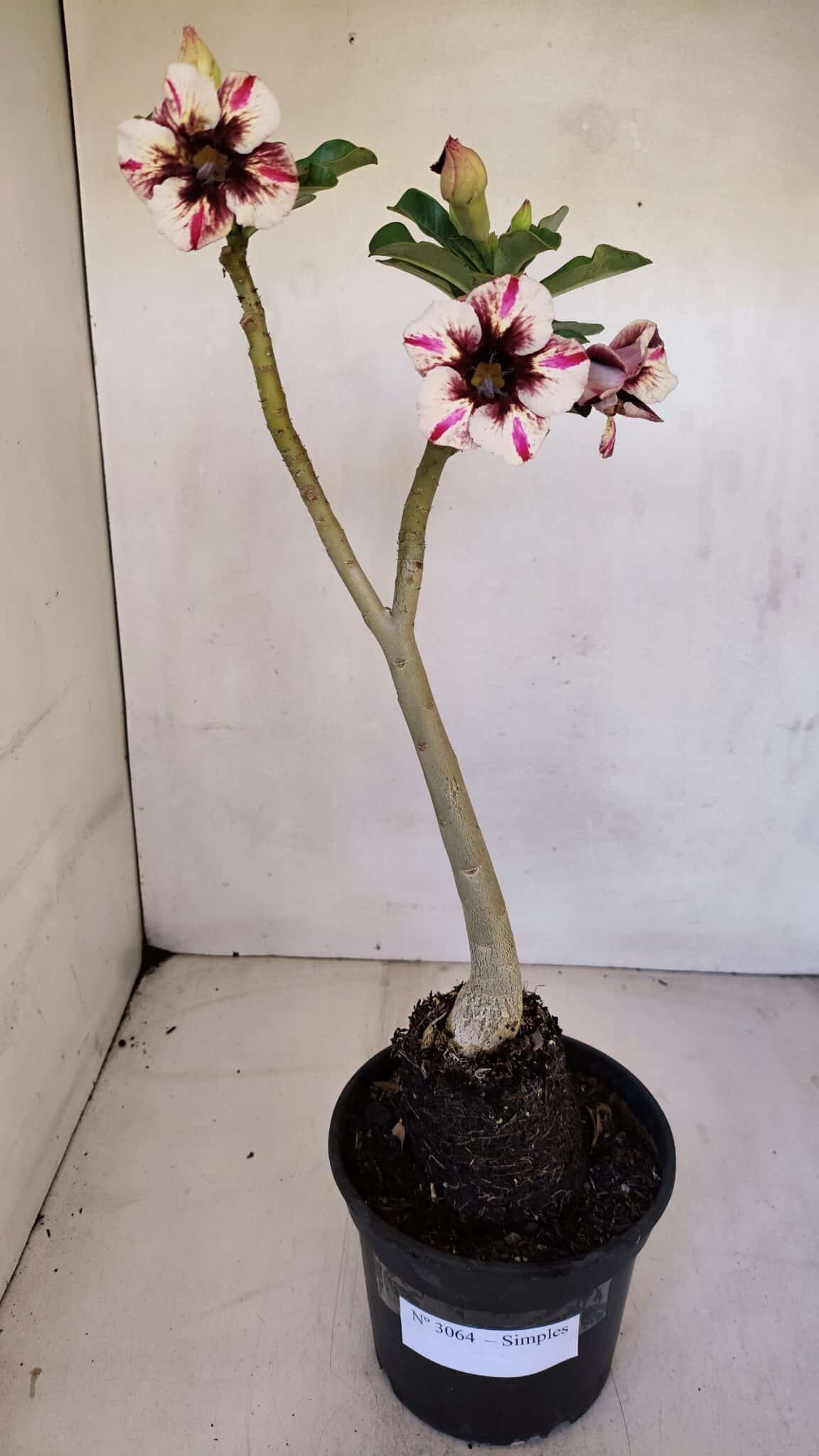 Planta Simples 3064 – 35cm – 03 anos