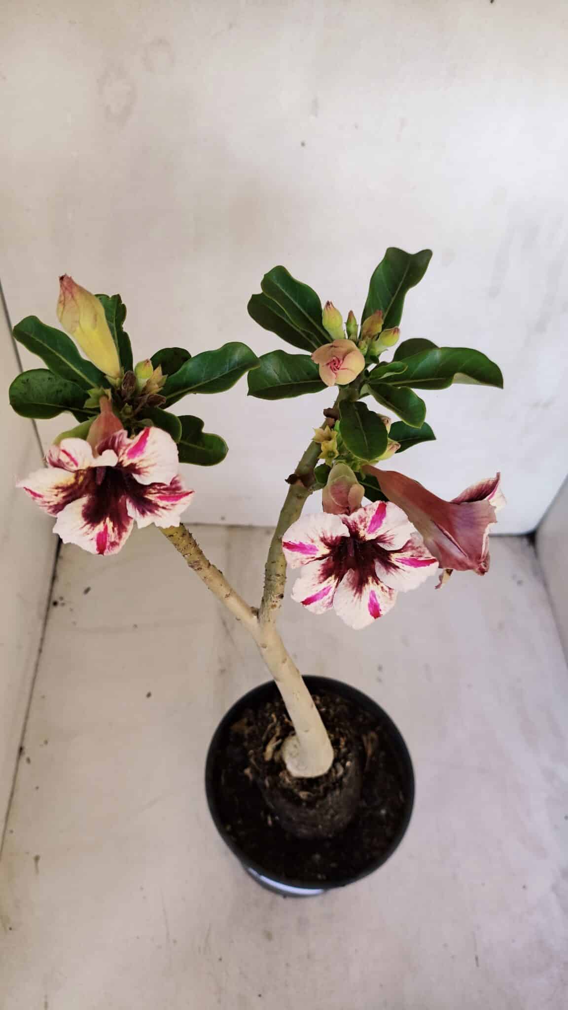 Planta Simples 3064 – 35cm – 03 anos