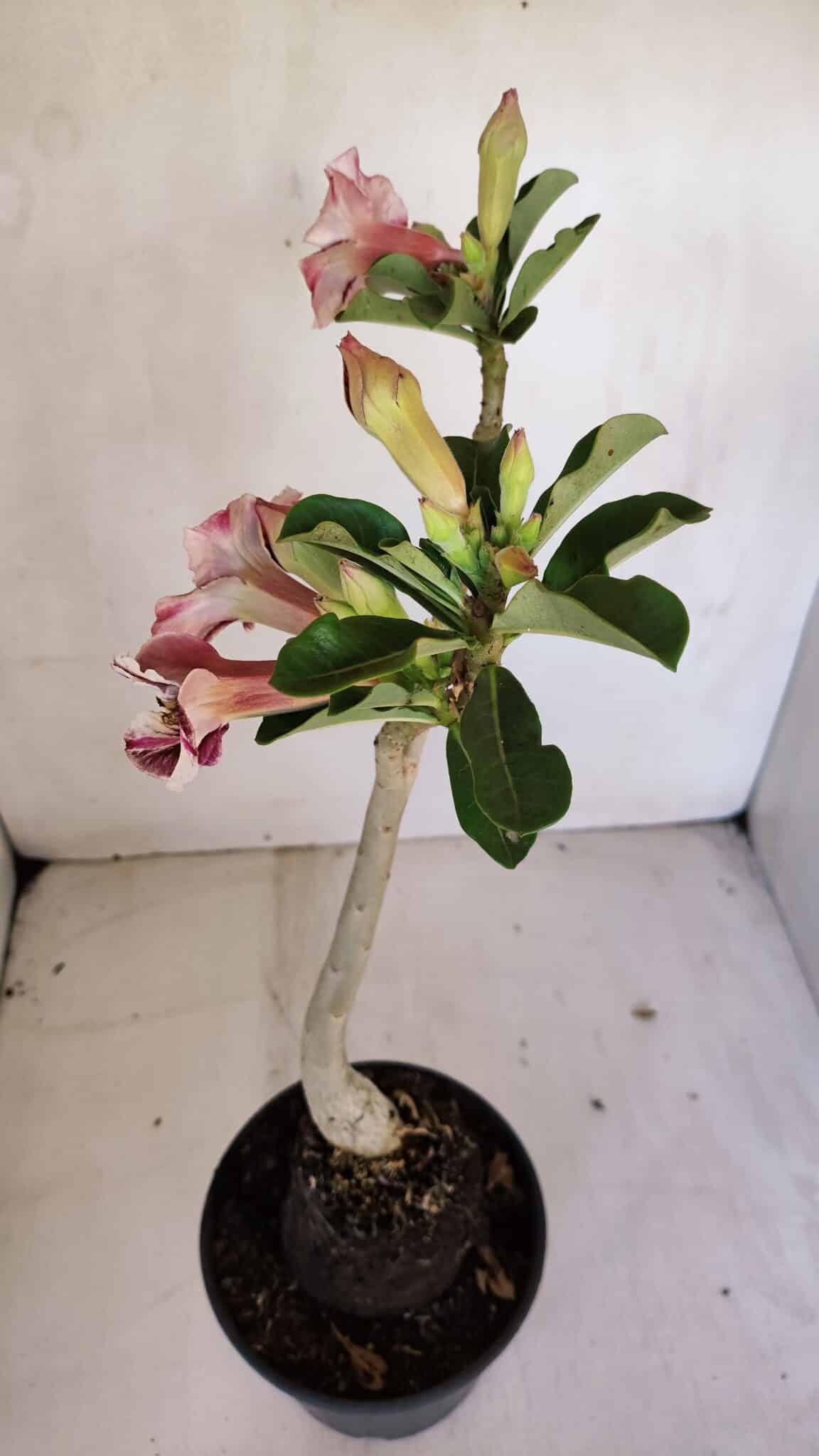 Planta Simples 3064 – 35cm – 03 anos