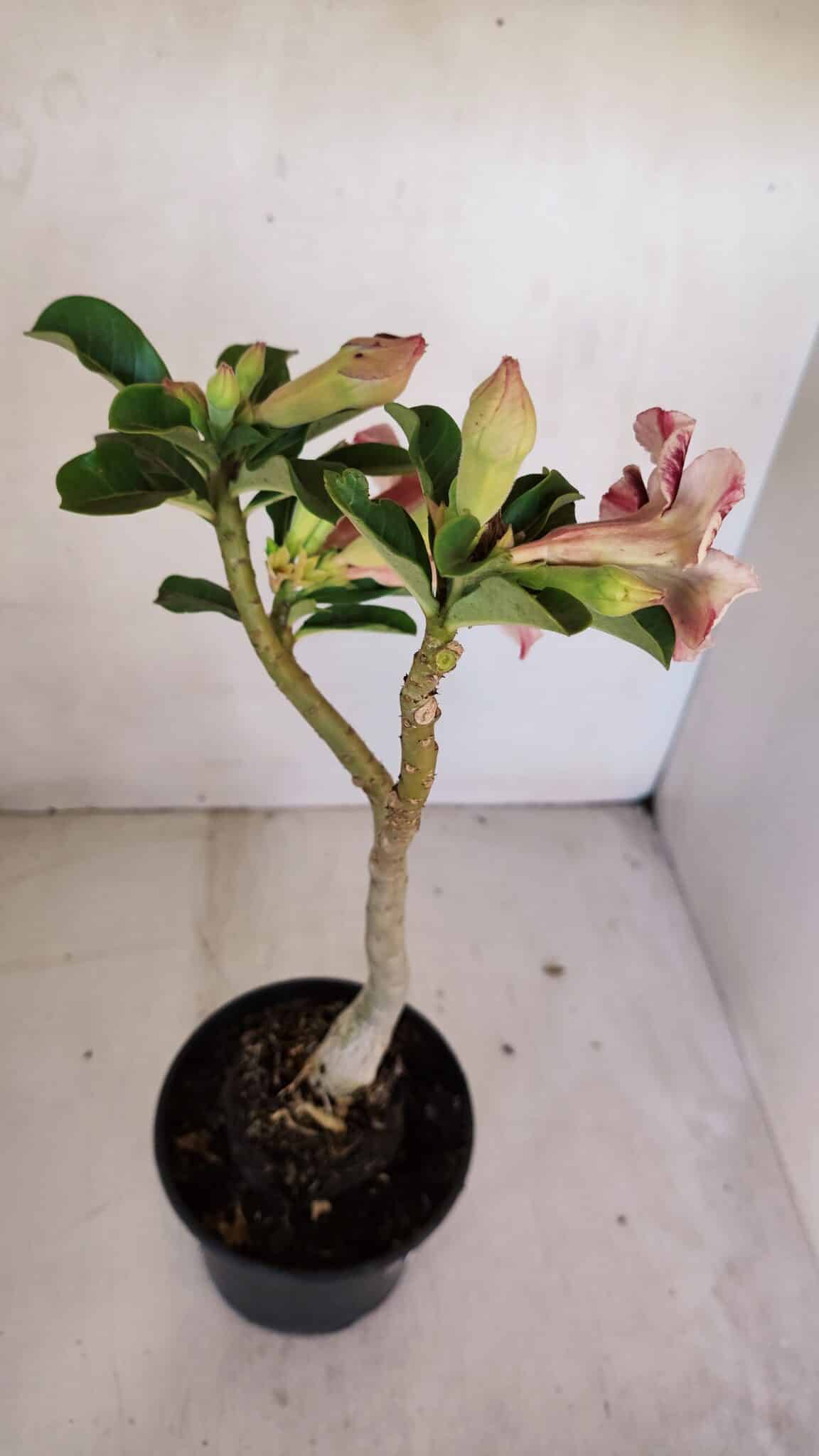 Planta Simples 3064 – 35cm – 03 anos