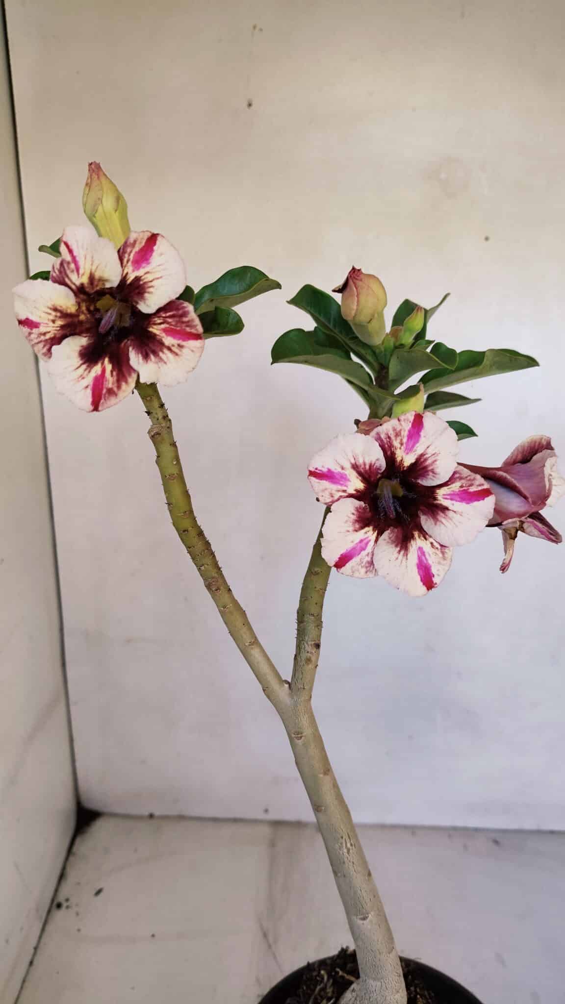 Planta Simples 3064 – 35cm – 03 anos