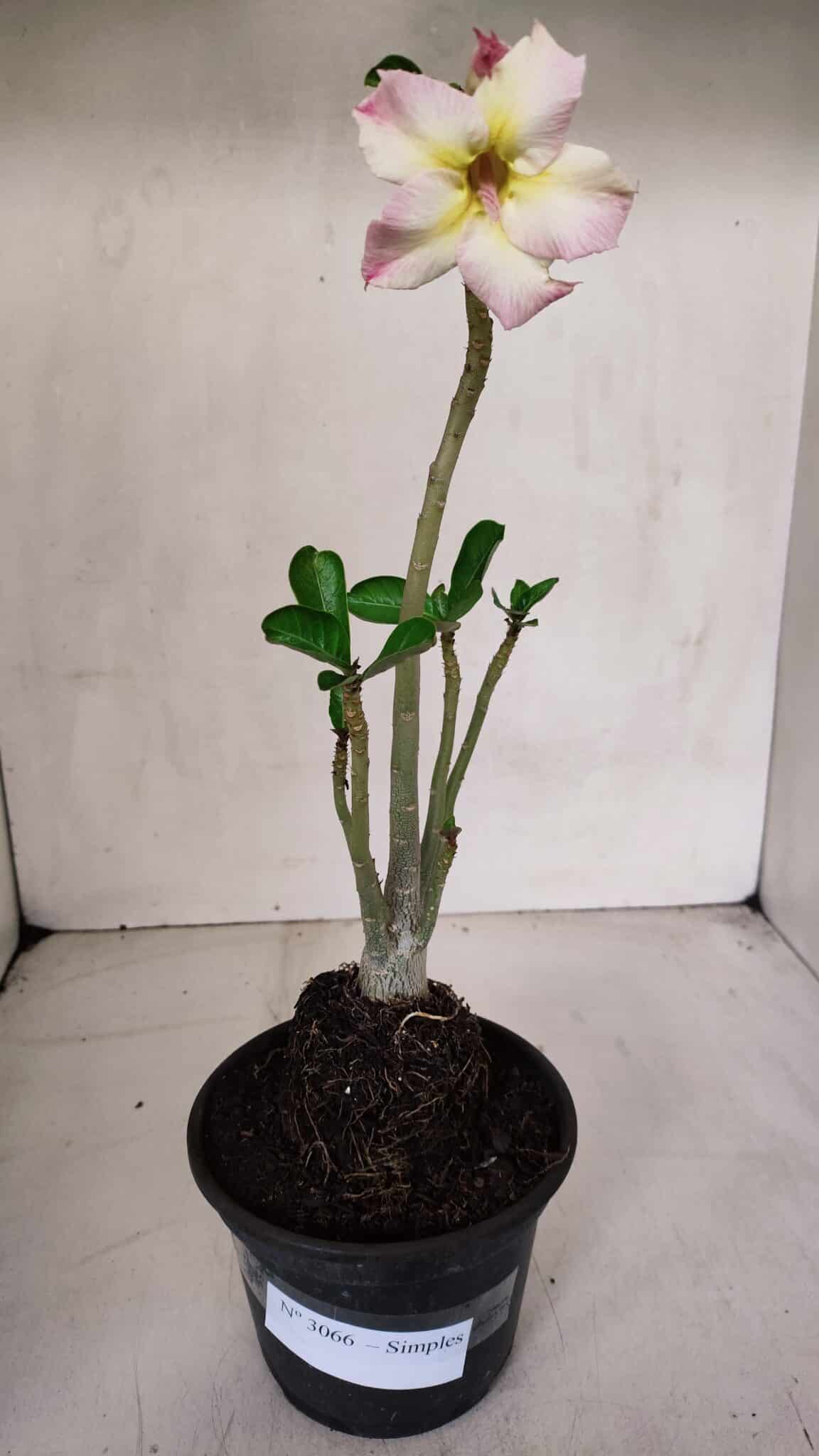Planta Simples 3066 – 30cm – 02 anos