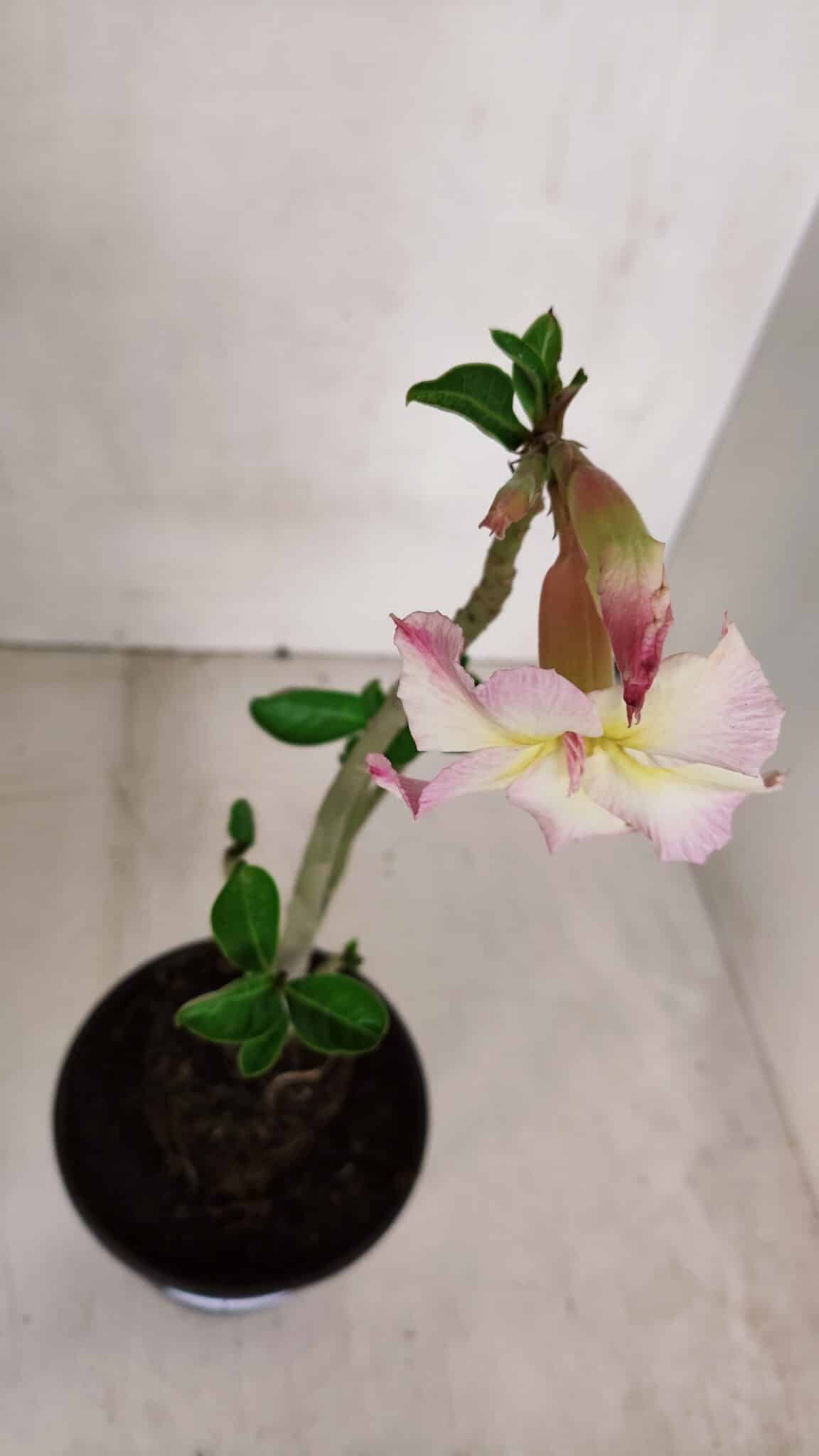 Planta Simples 3066 – 30cm – 02 anos