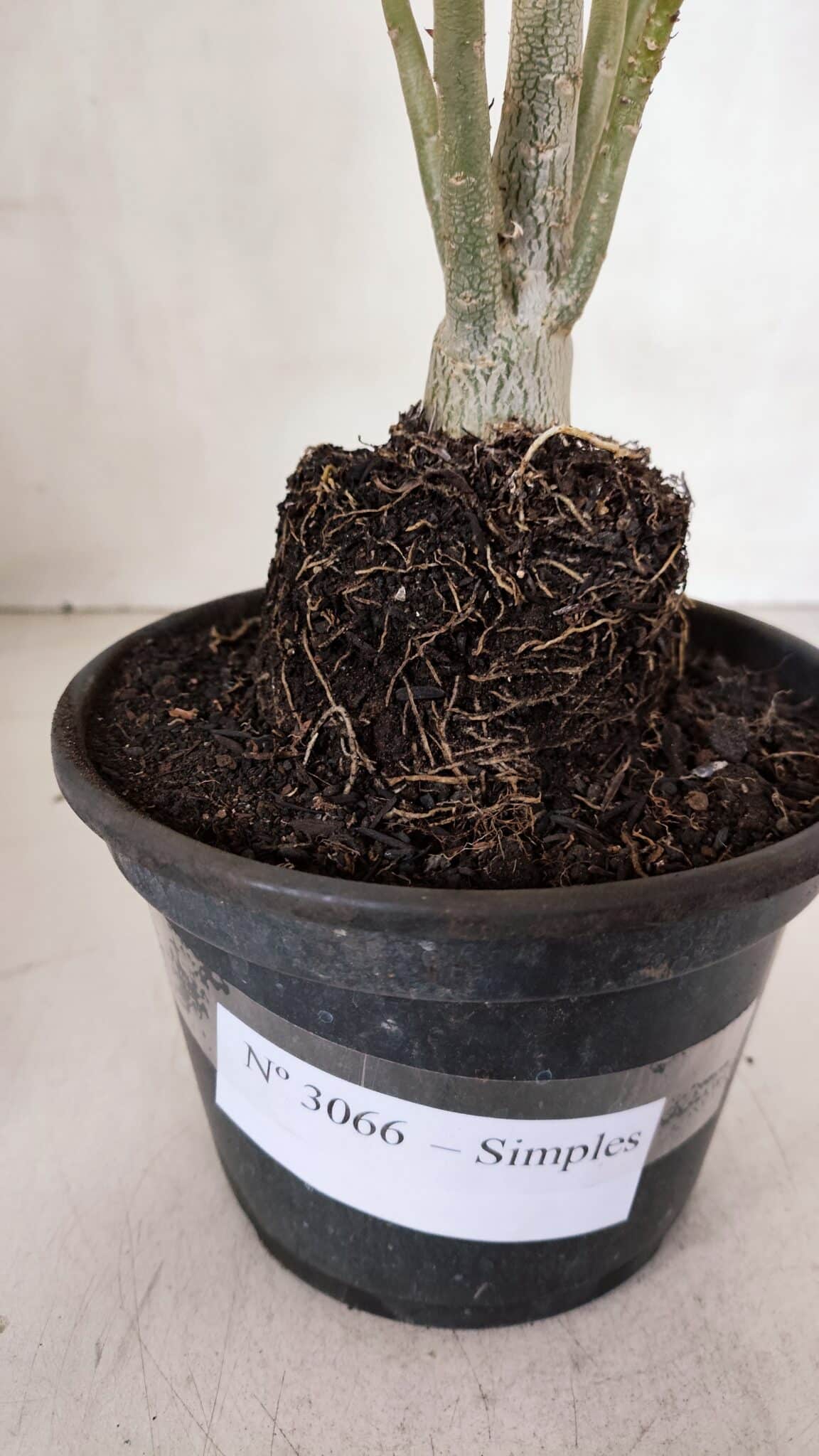 Planta Simples 3066 – 30cm – 02 anos