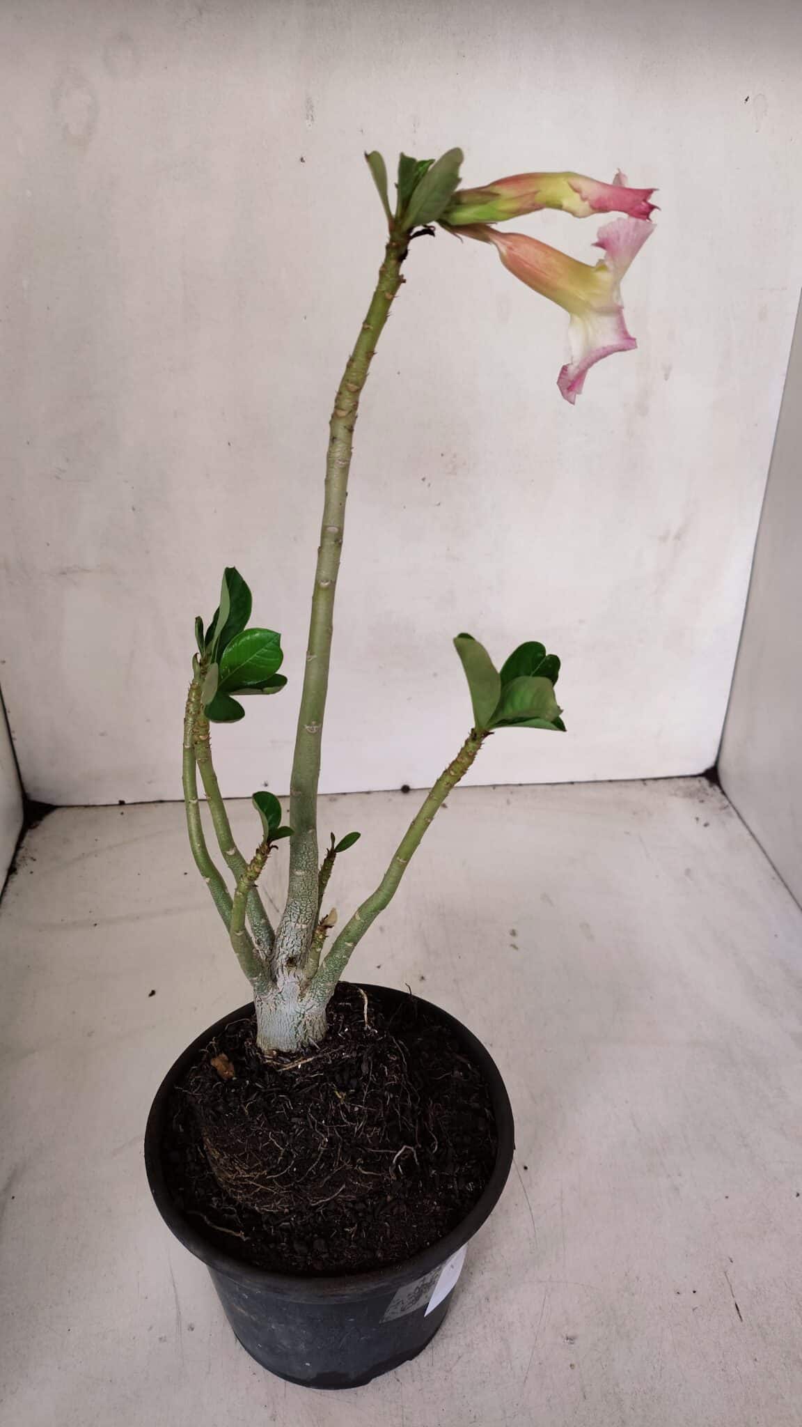 Planta Simples 3066 – 30cm – 02 anos