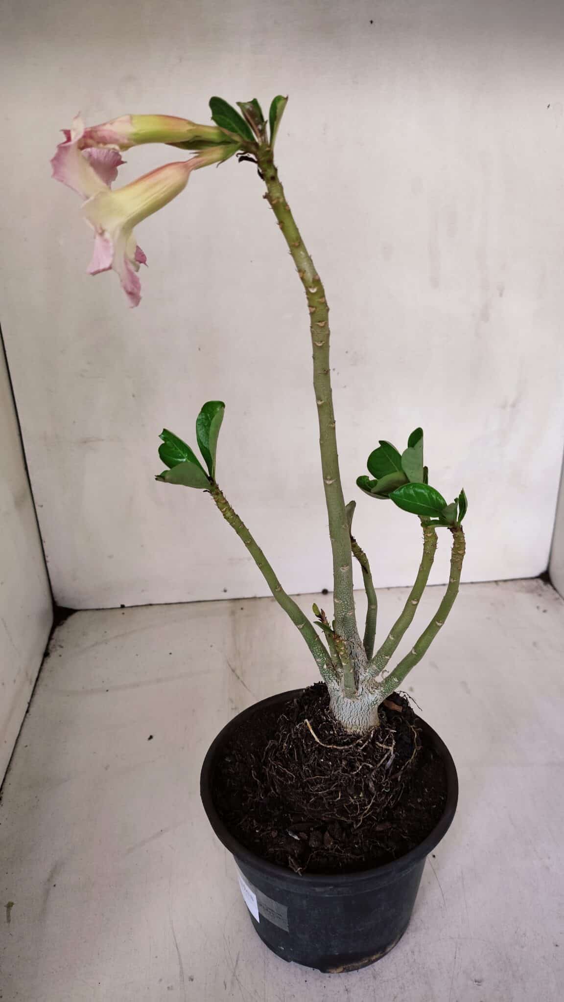 Planta Simples 3066 – 30cm – 02 anos