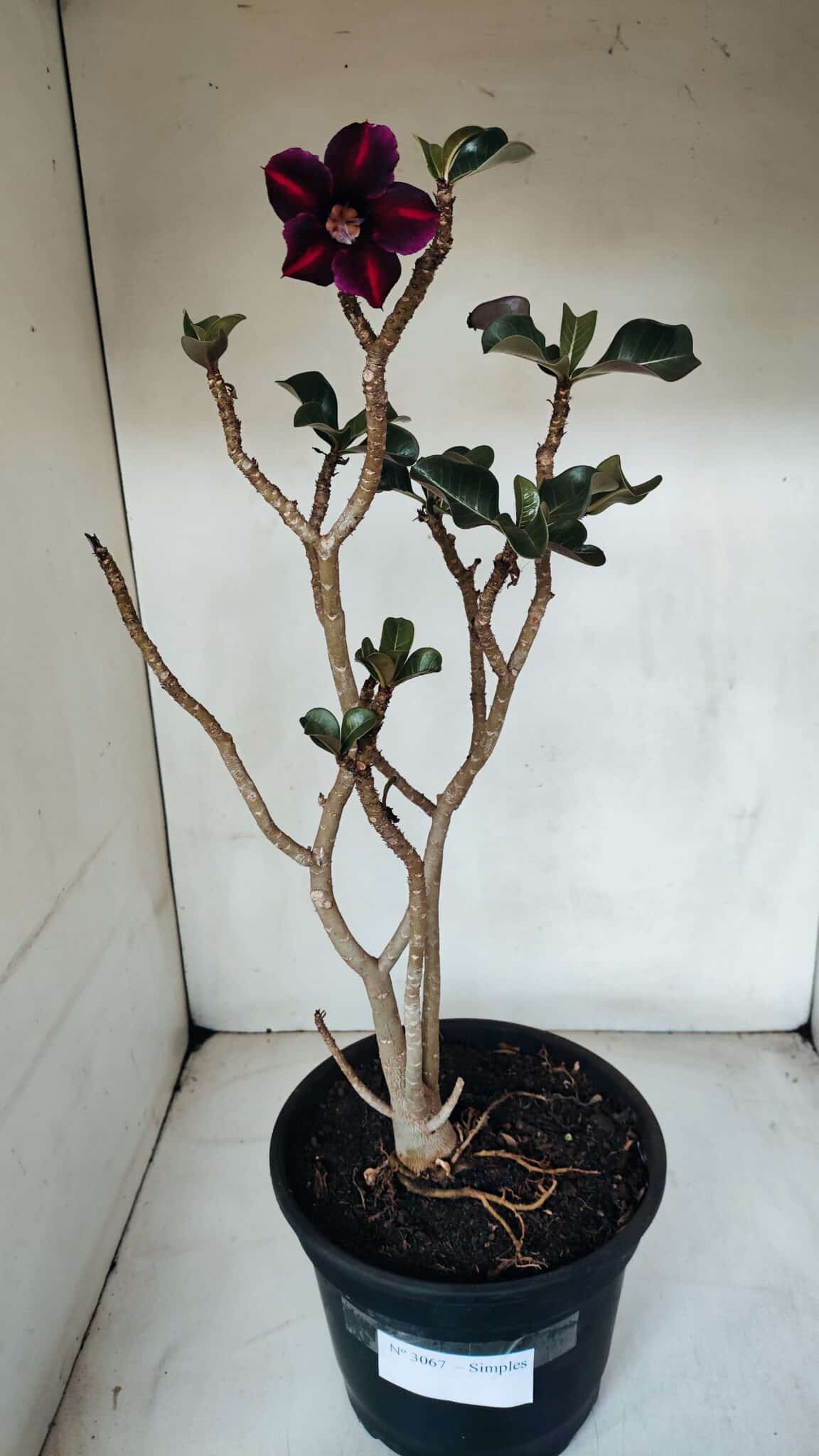 Planta Simples 3067 – 50cm – 03 anos