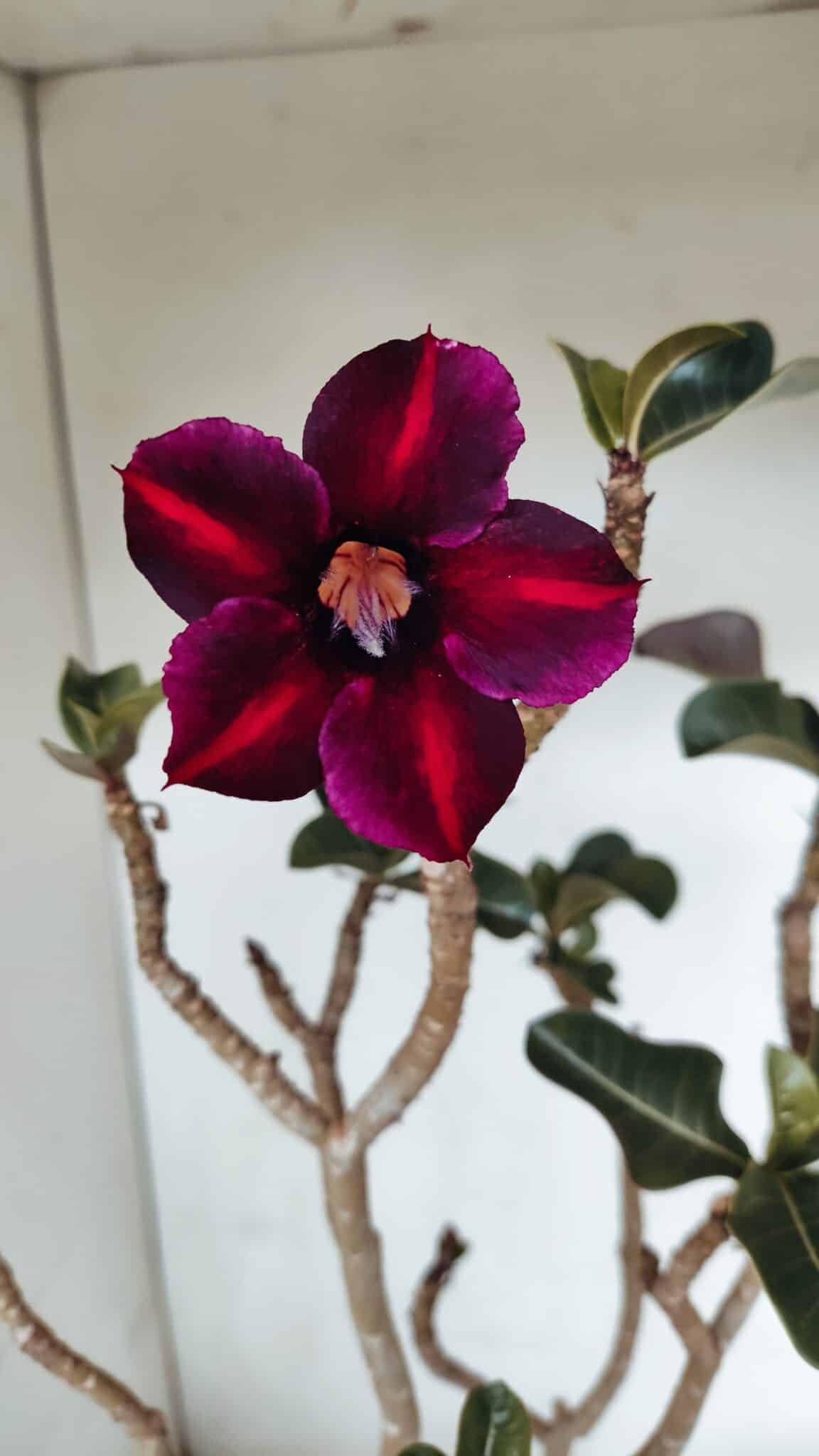 Planta Simples 3067 – 50cm – 03 anos