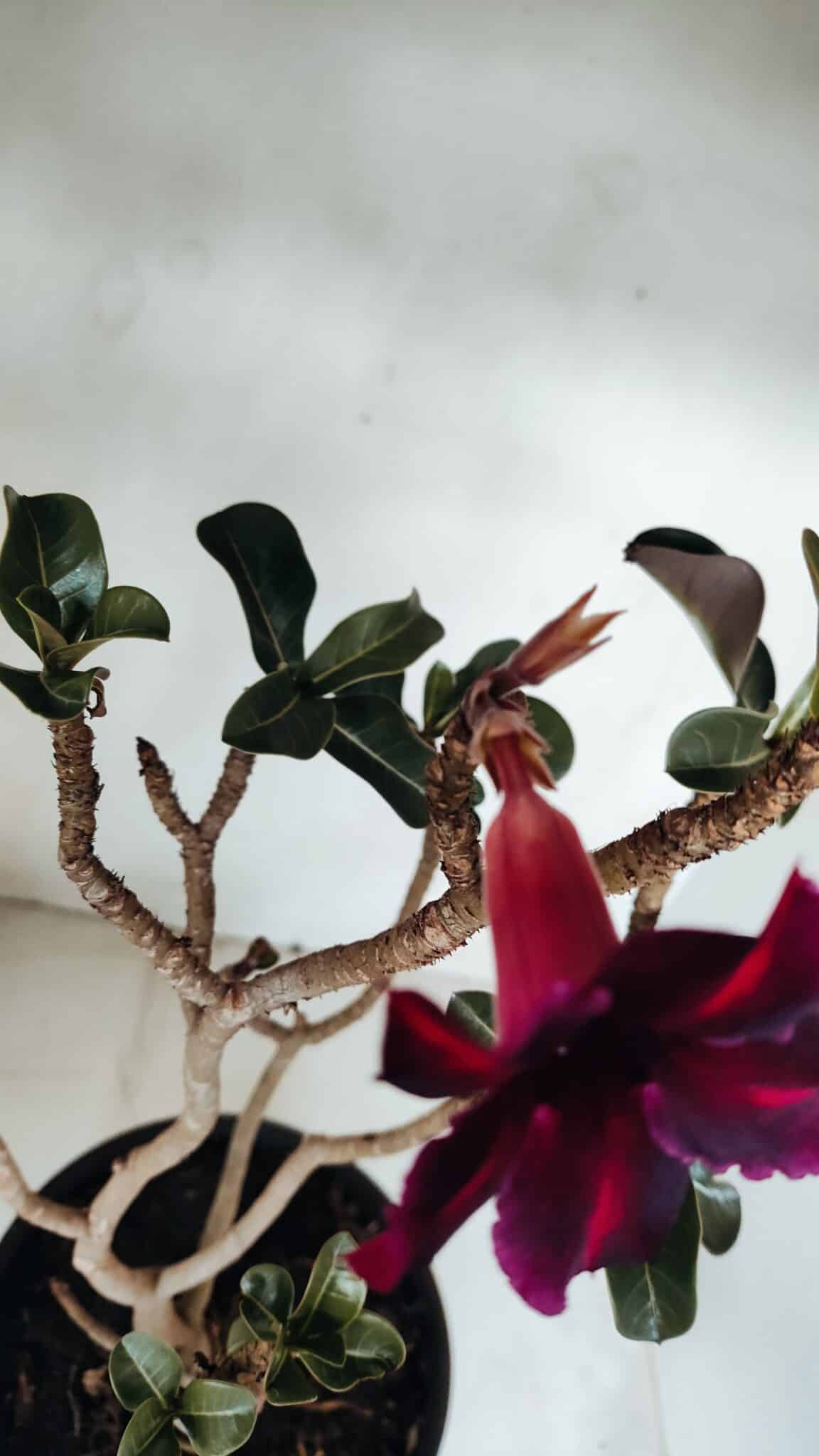 Planta Simples 3067 – 50cm – 03 anos